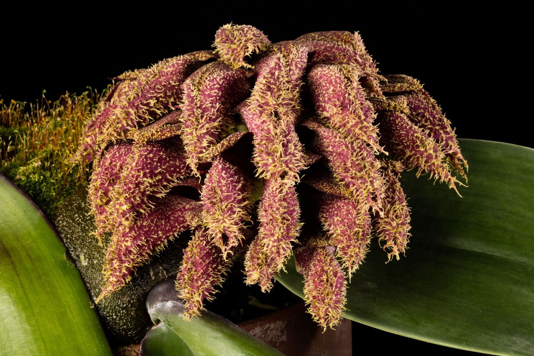 Bulbophyllum phalaenopsis 'Bucky' - Phalaenopsis Gigantea-like Bulbophyllum clone