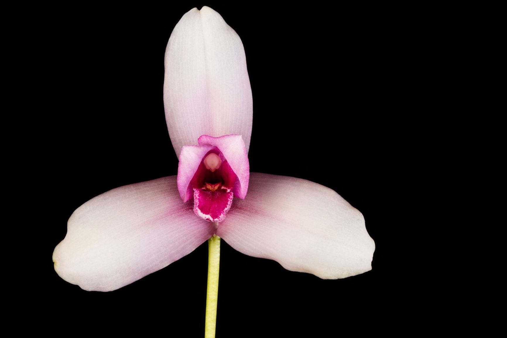 Lycaste virginalis - White Nun Orchid, Monja Blanca, Saq Hix