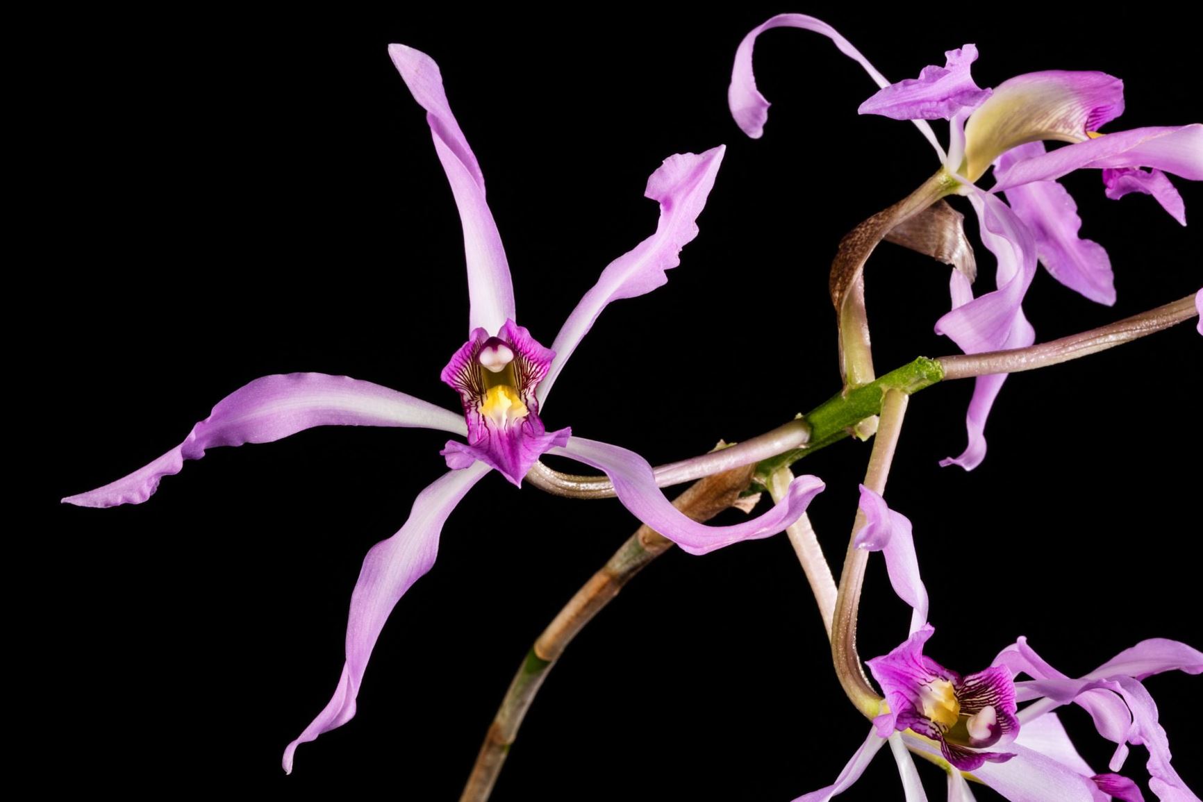 Laelia superbiens - Superb Laelia, Superb Schomburgkia, Flor de la Candelaria, La Vera de Senor San Jose, Chumaqué, Tanal