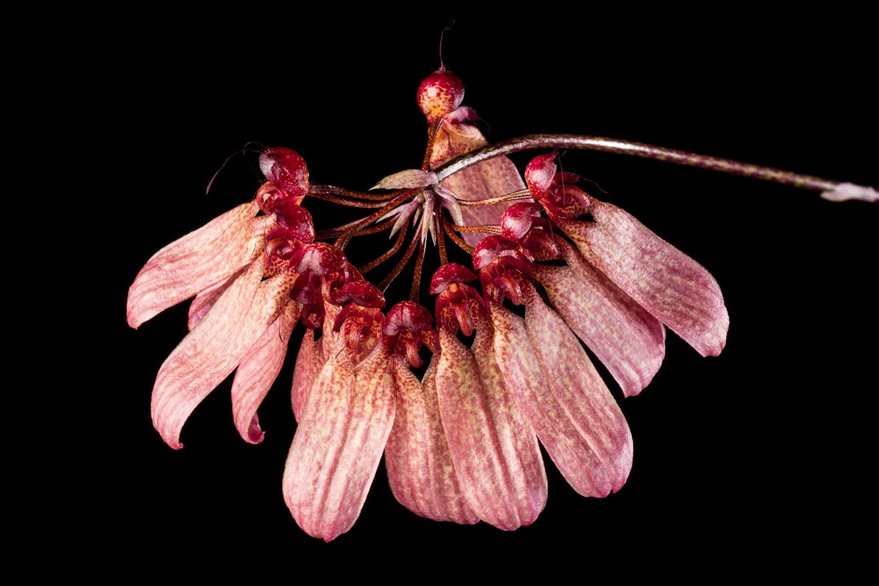 Bulbophyllum annamense - The Annam Bulbophyllum
