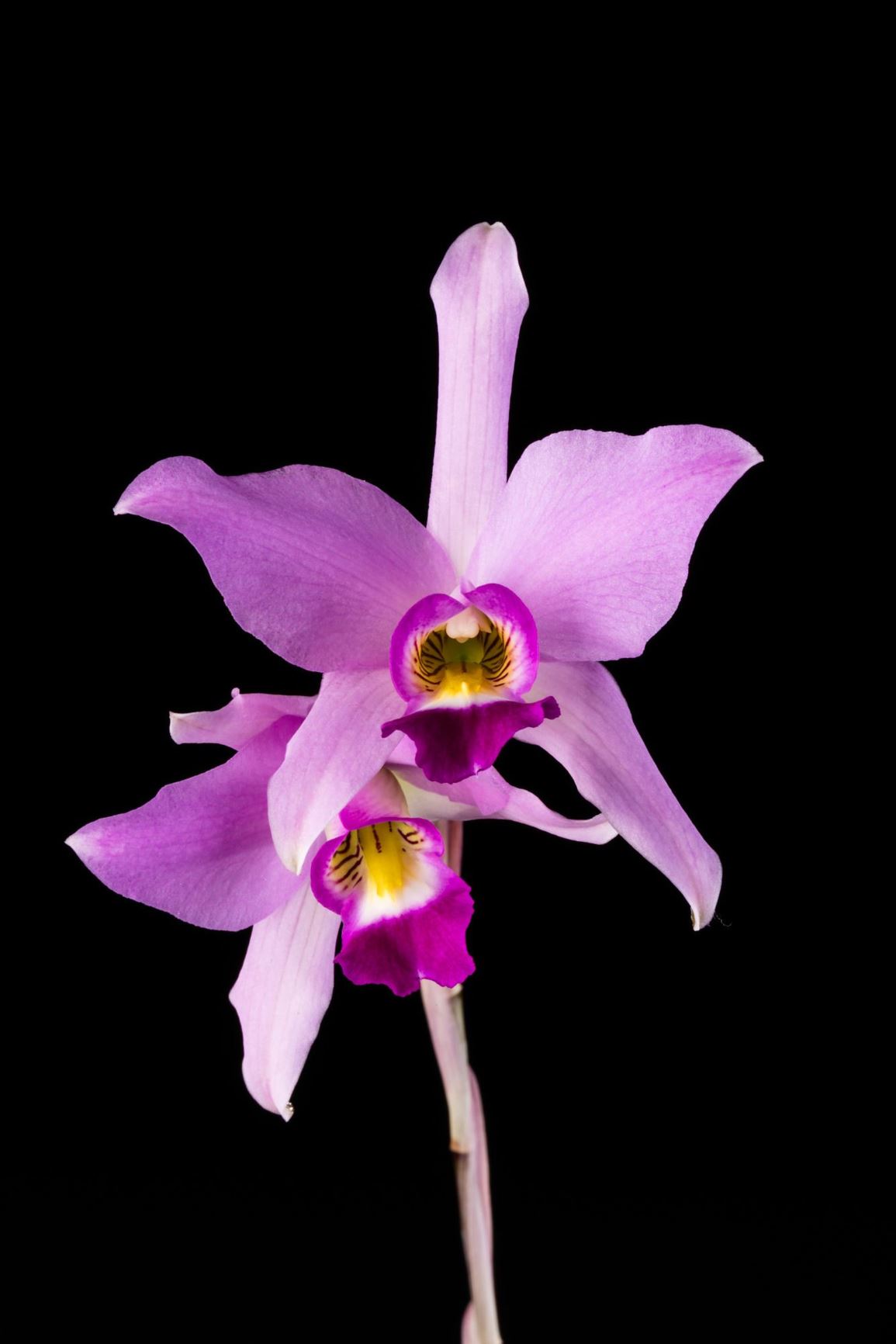 Laelia anceps 'SanBar Parade Day' - Two-Edged Laelia clone