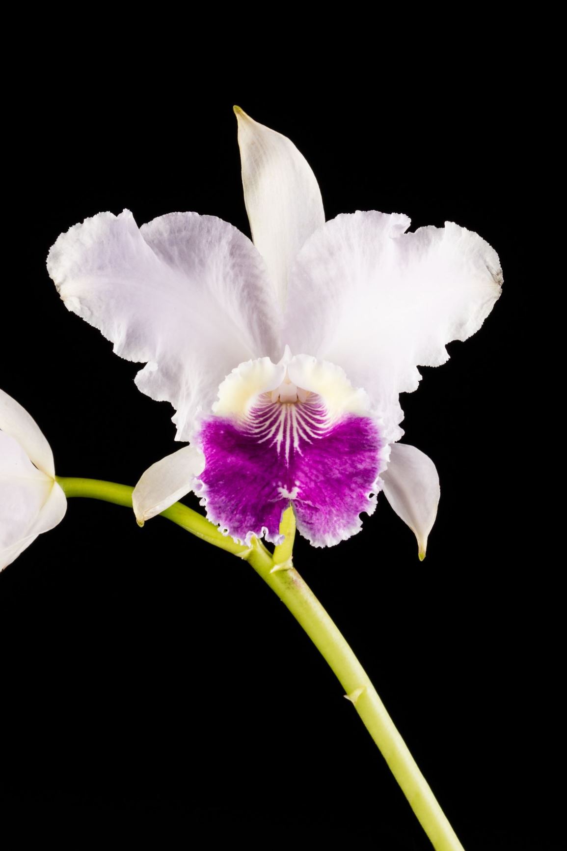 Cattleya lueddemanniana var. coerulea 'Mariauxi' - Lueddemann's Cattleya varietal clone