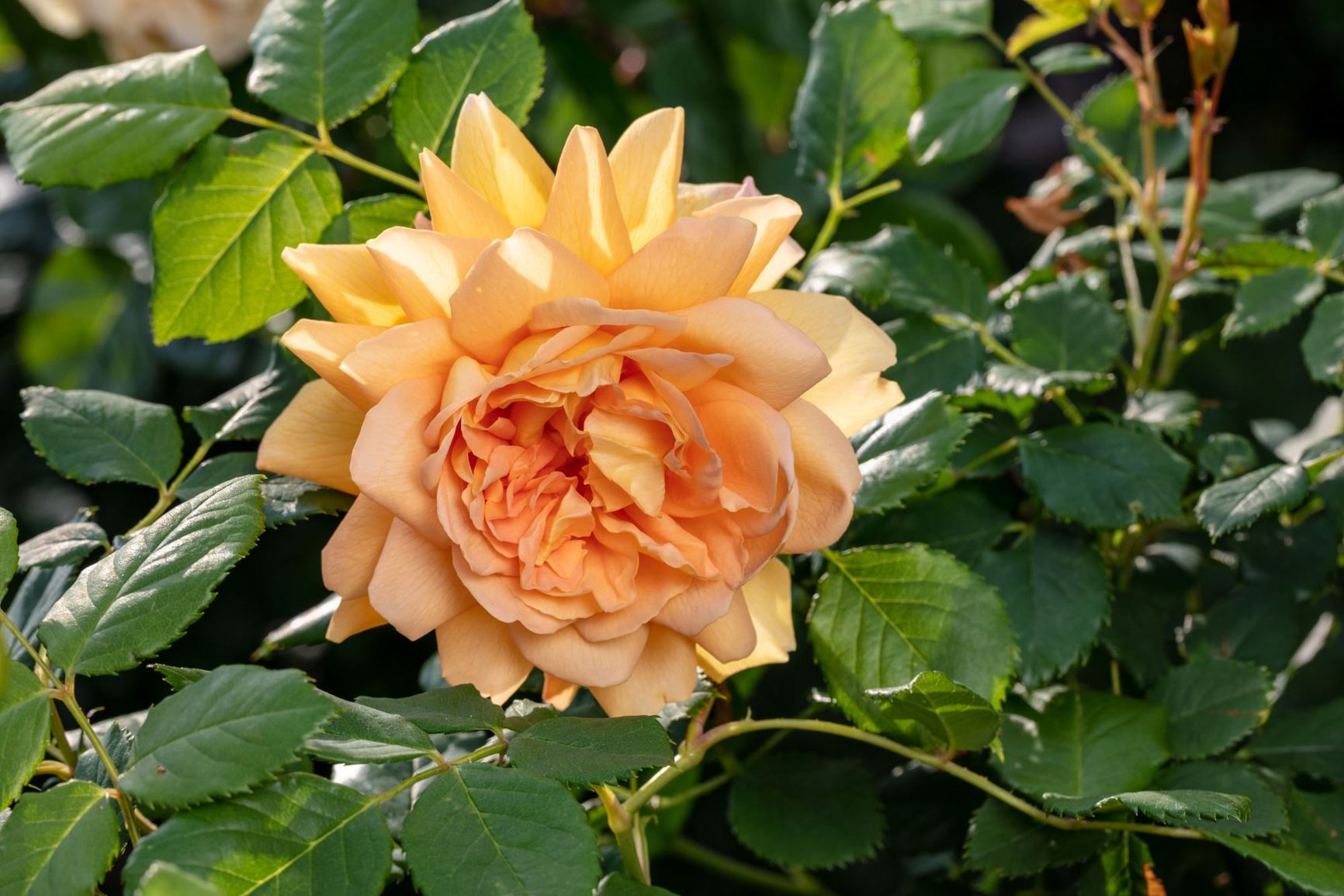 Rosa 'Ausgold' Golden Celebration - English shrub rose hybrid | Smithsonian  Gardens