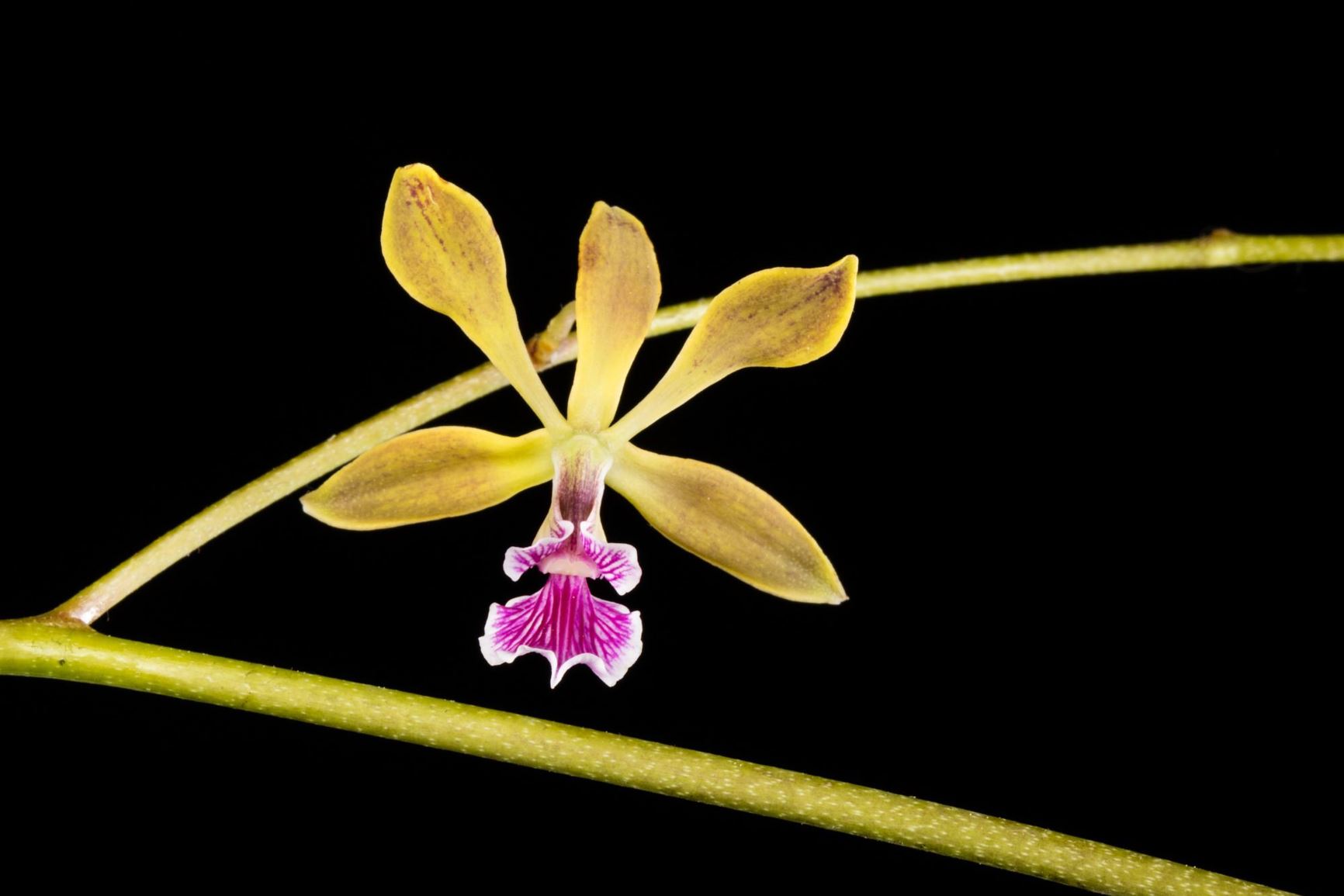 Encyclia oncidioides - Oncidium-like Encyclia