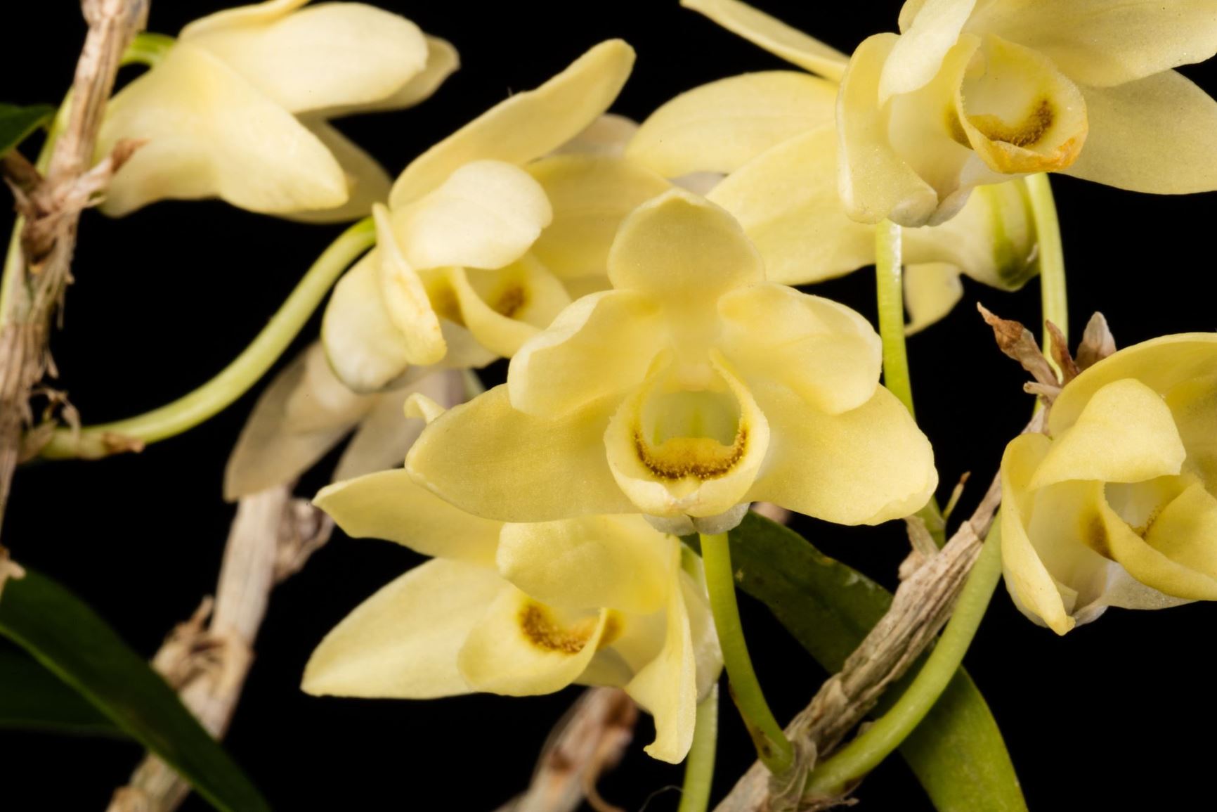 Dendrobium huoshanense - Houshan Dendrobium