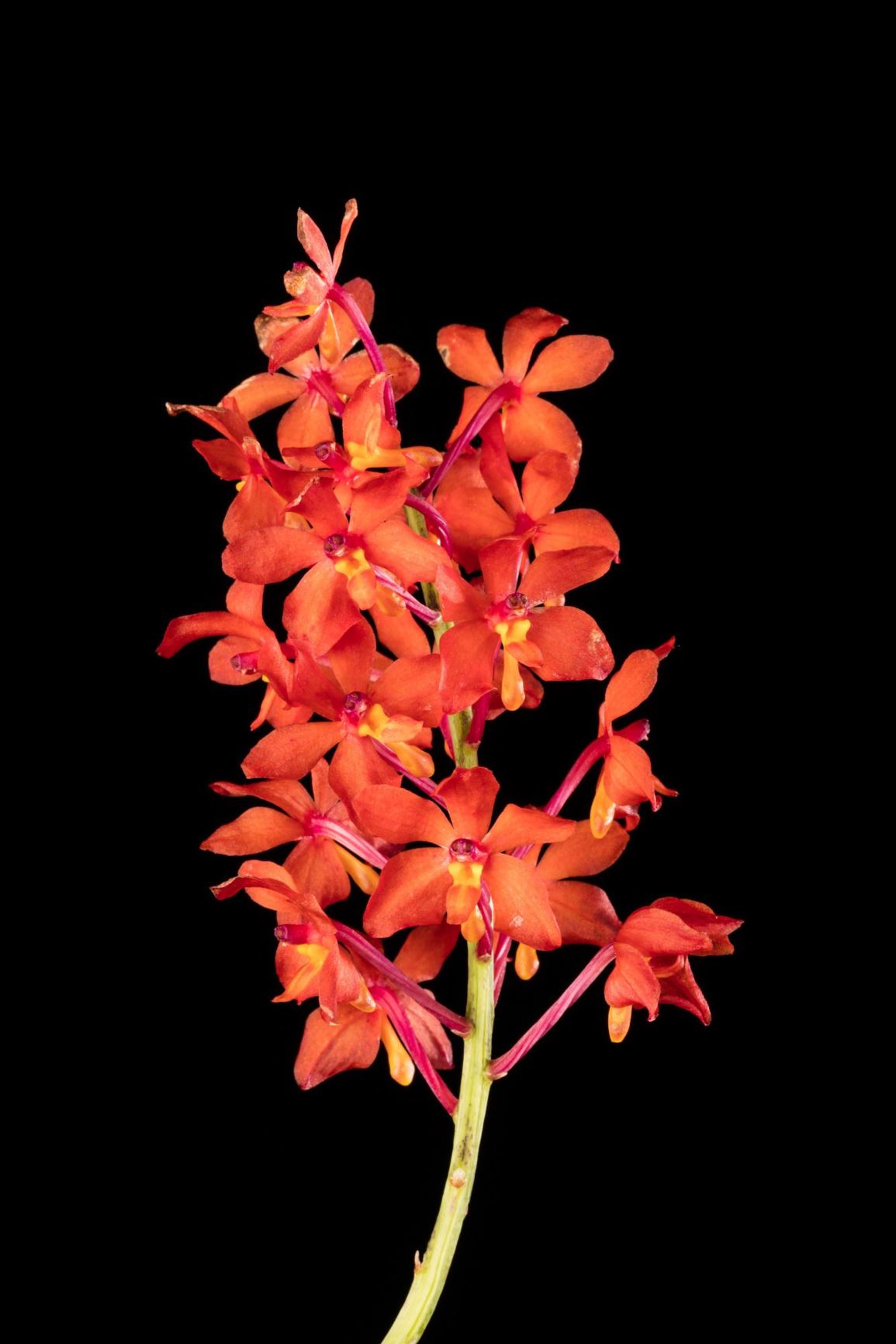 Vanda curvifolia - The Curved Leafed Ascocentrum, The Curved Leafed Vanda, Vermilion Bottlebrush Vanda