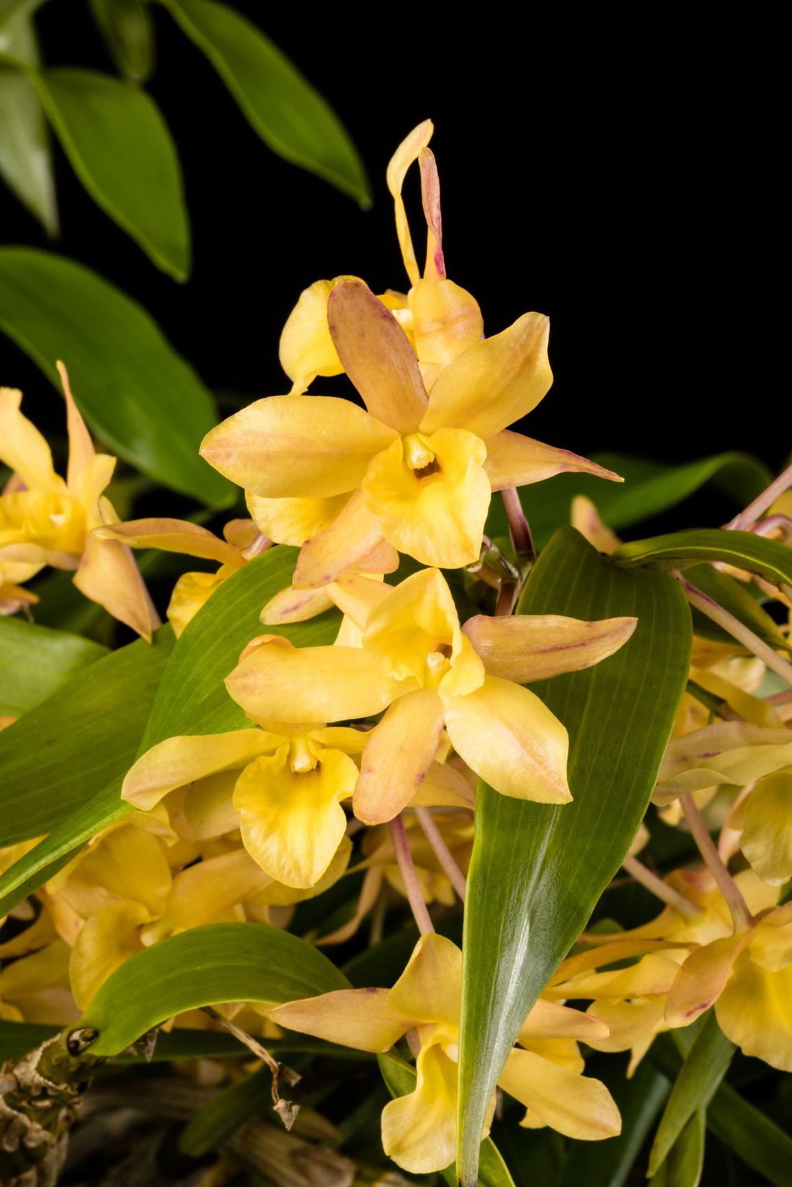 Dendrobium Spring Bird 'Kurashiki' - Dendrobium clonal hybrid