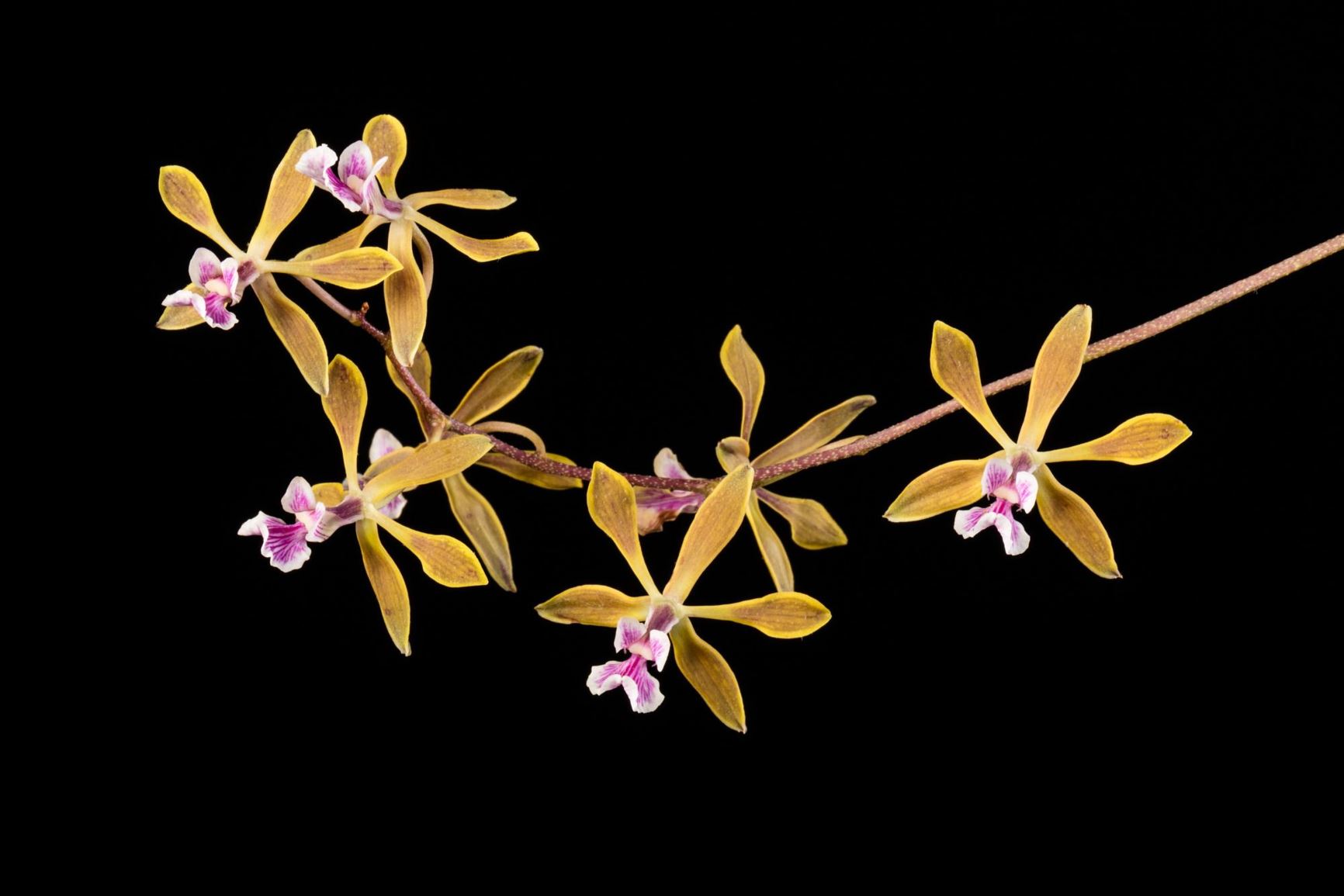 Encyclia replicata - The Folded Lip Encyclia