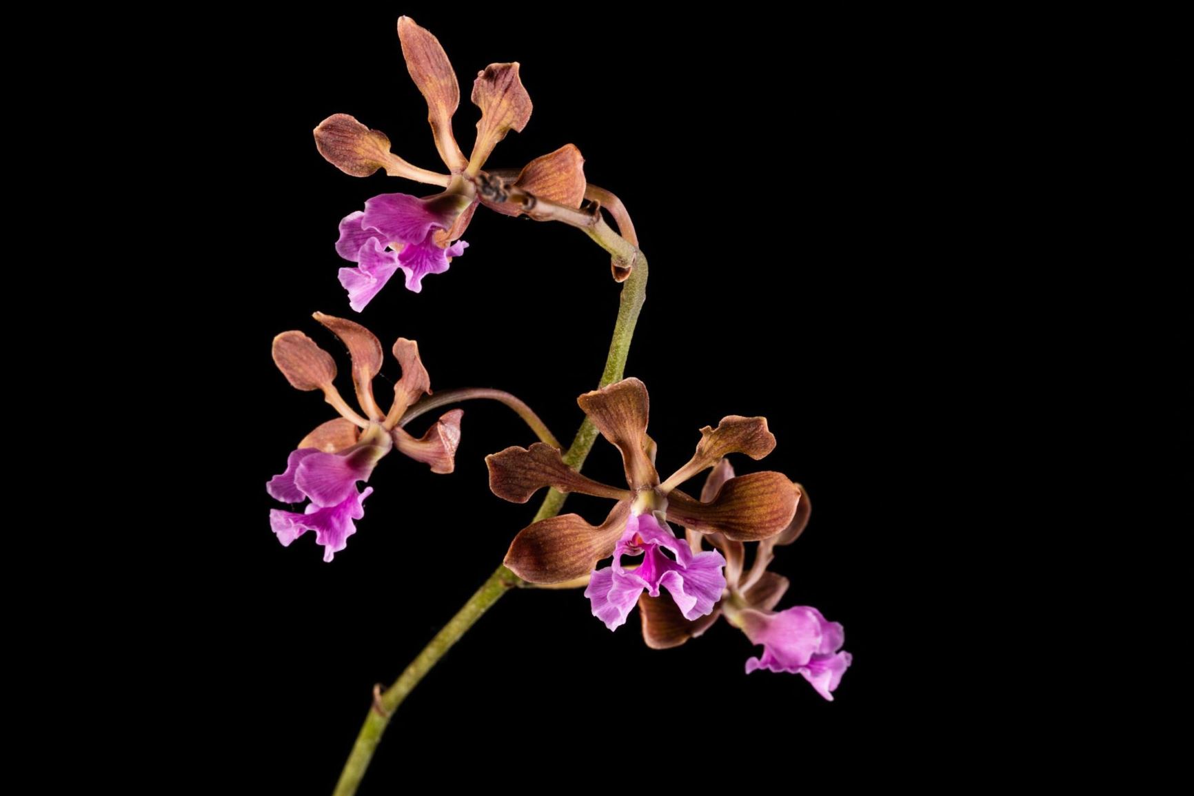 Encyclia hanburyi - Hanbury's Encyclia