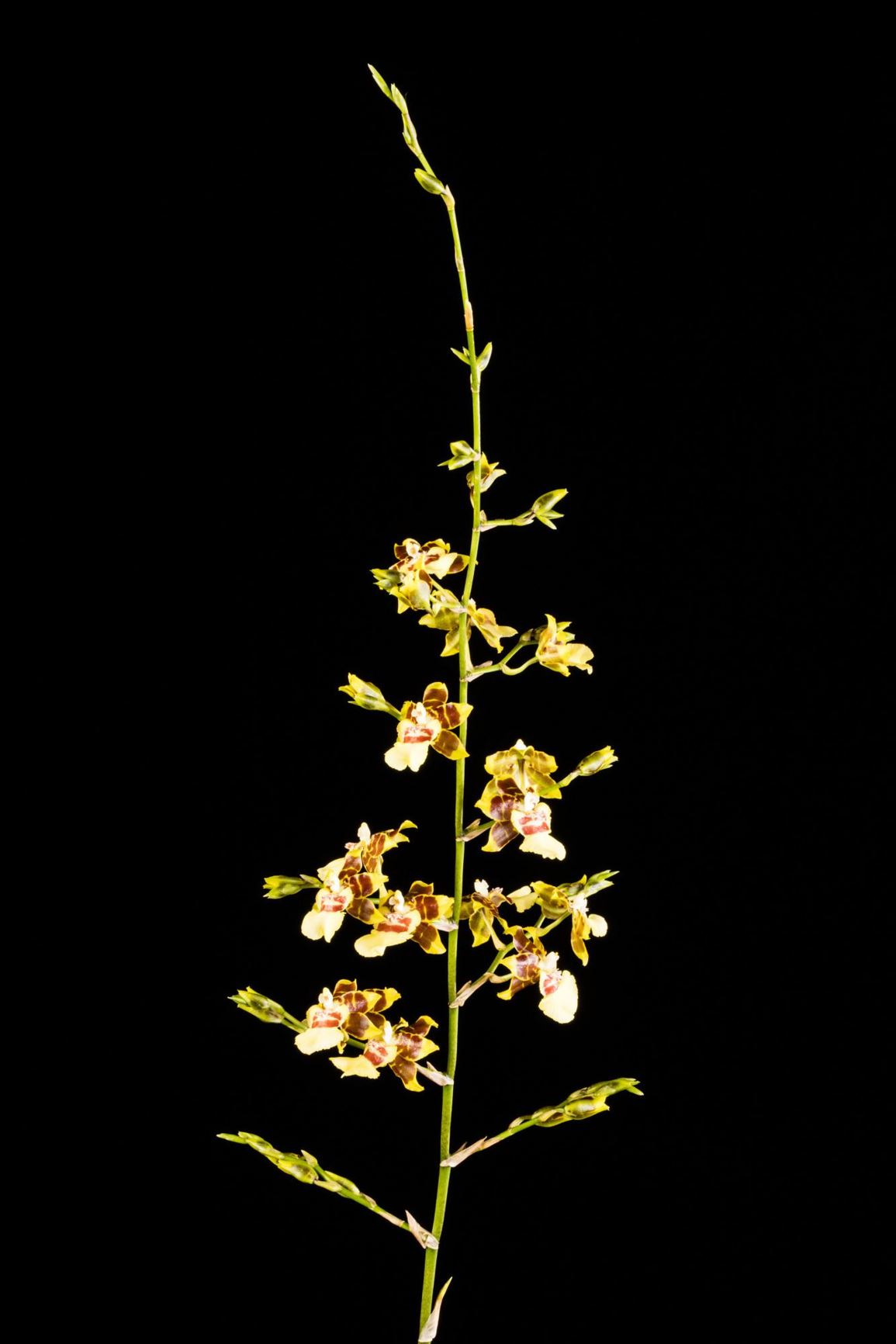 Oncidium Golden Afternoon - Oncidium hybrid