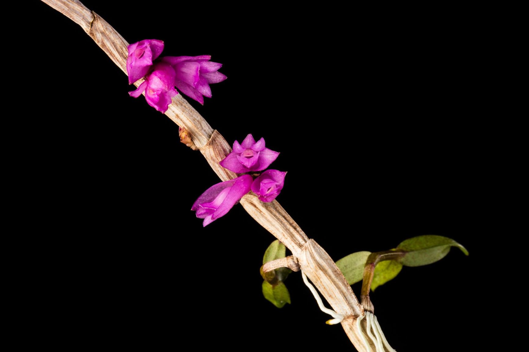 Dendrobium gnomus - The Gnome-like Dendrobium