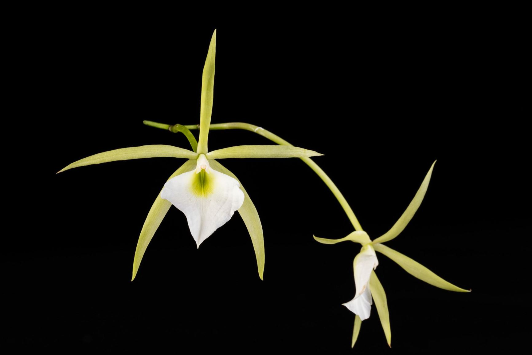 Brassavola tuberculata - Rough Brassavola, The Revolute Epidendrum, Tuberculated Brassavola