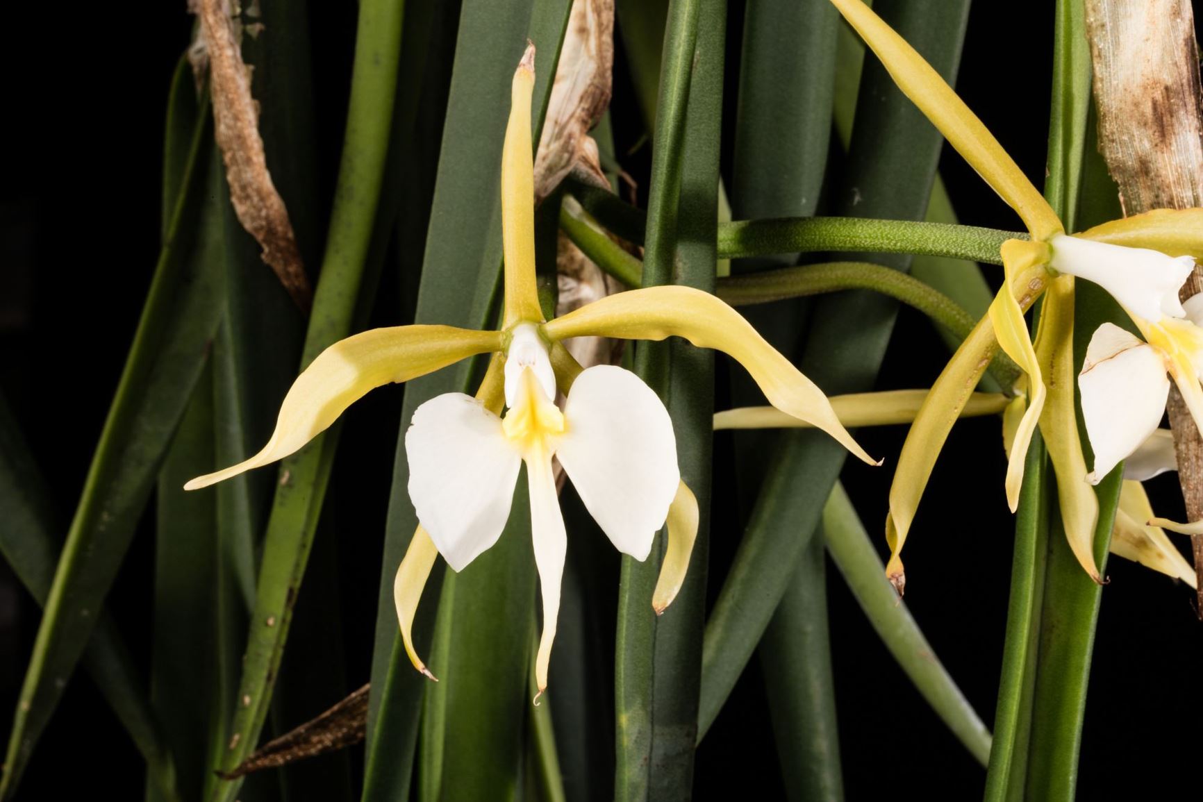 Epidendrum parkinsonianum - Parkinson's Epidendrum