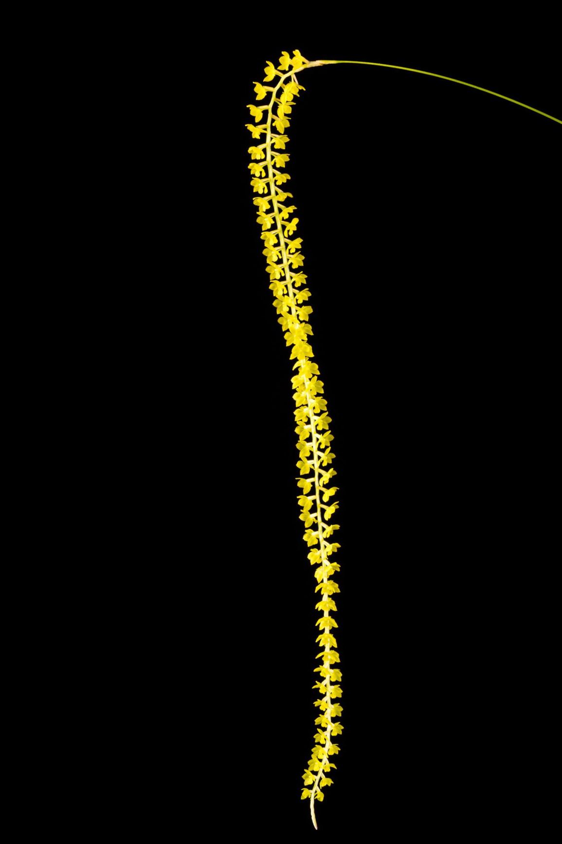 Coelogyne filiformis - Golden Chain Orchid, Thread-Like Coelogyne, Thread-Like Dendrochilum
