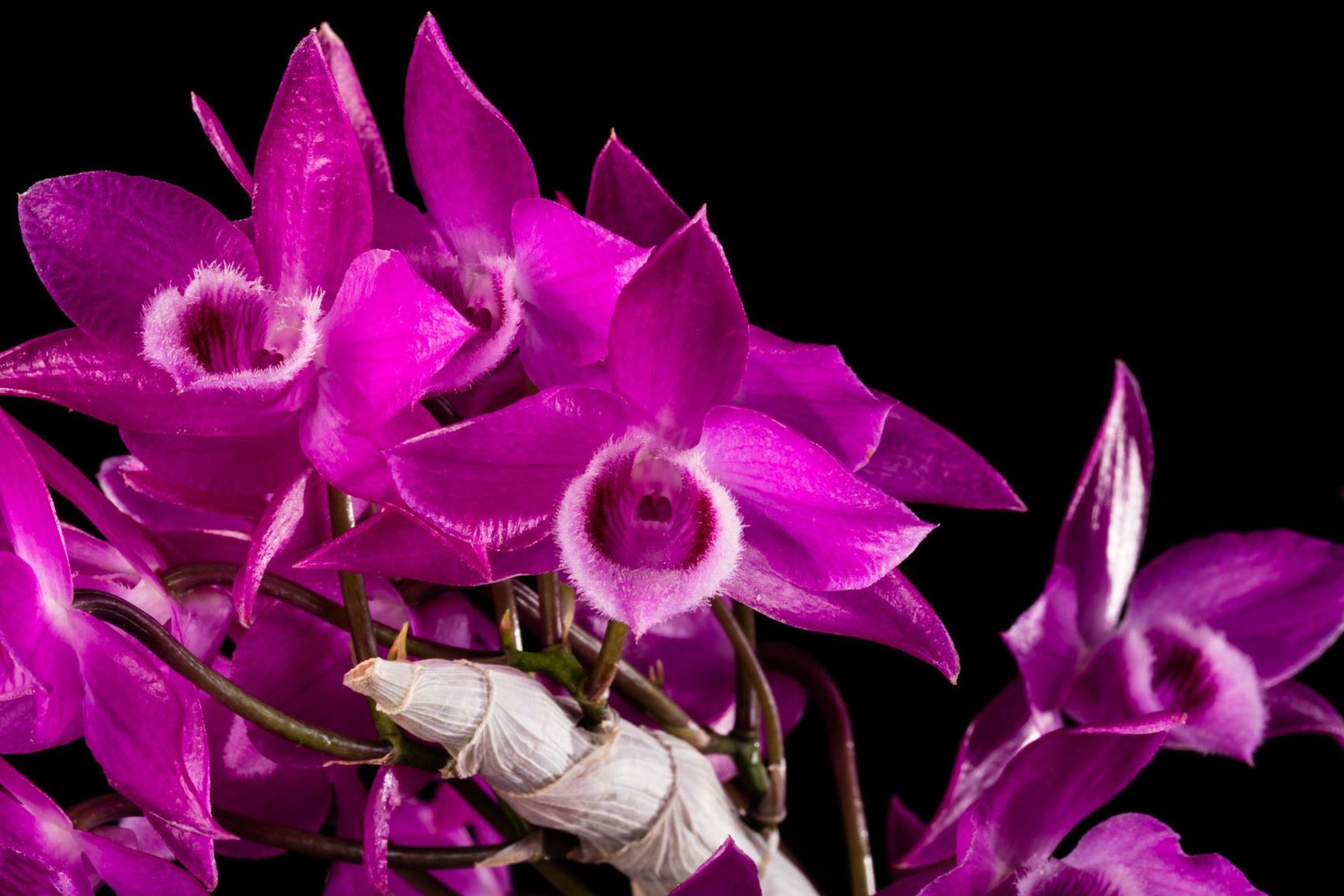 Dendrobium parishii - Parish's Dendrobium