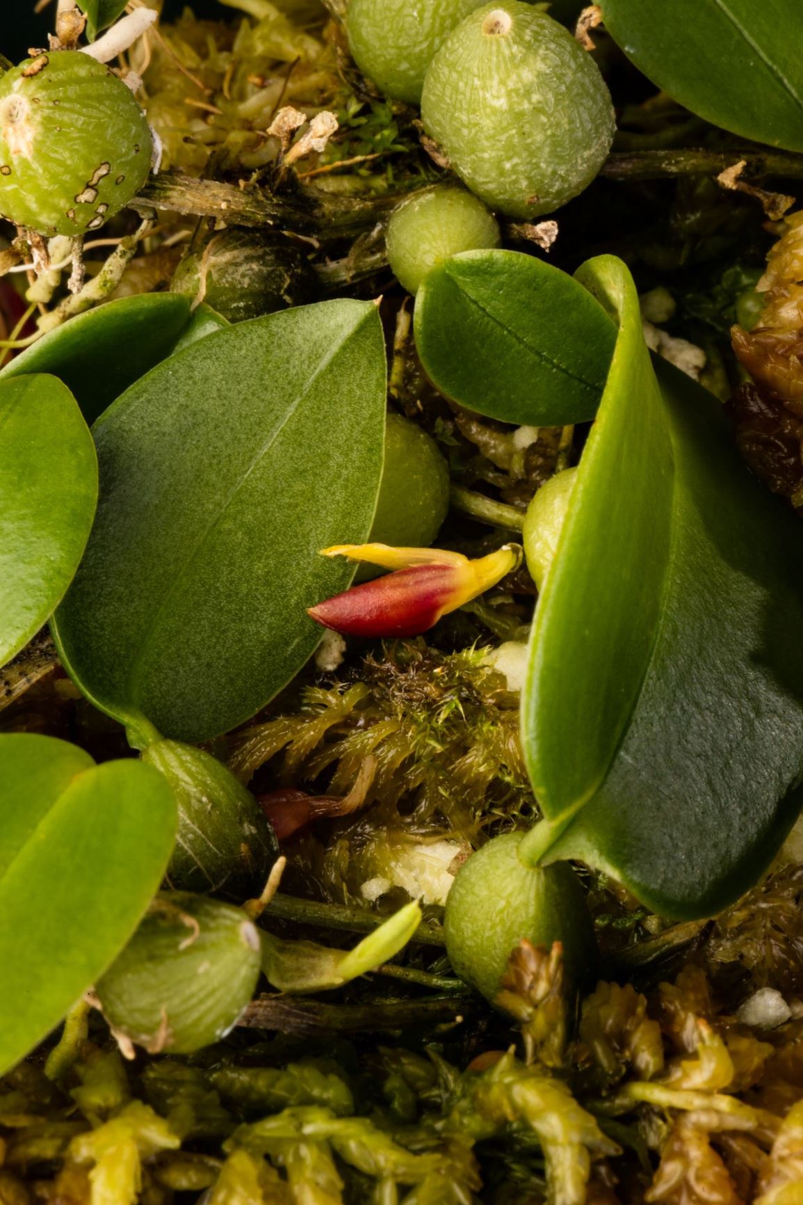 Bulbophyllum comberi - Comber's Bulbophyllum