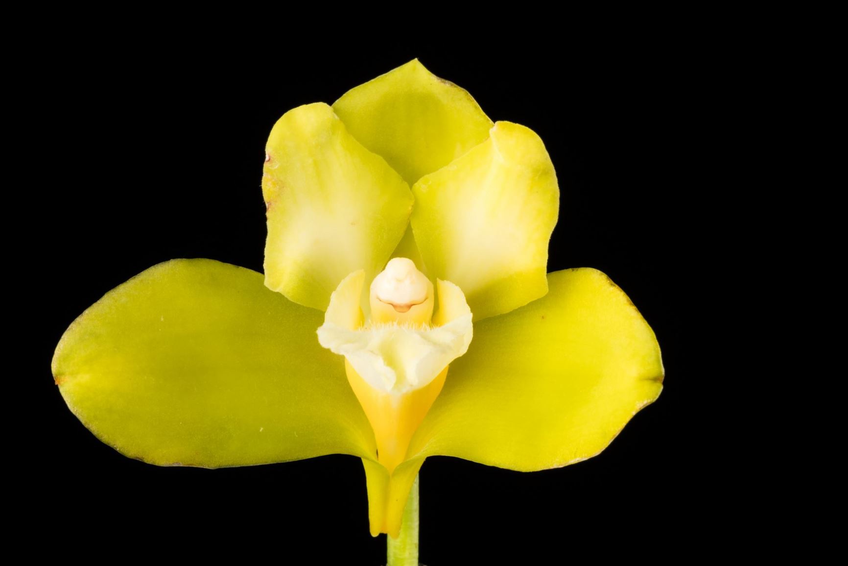 Bifrenaria inodora var. alba - The Odorless Bifrenaria variety