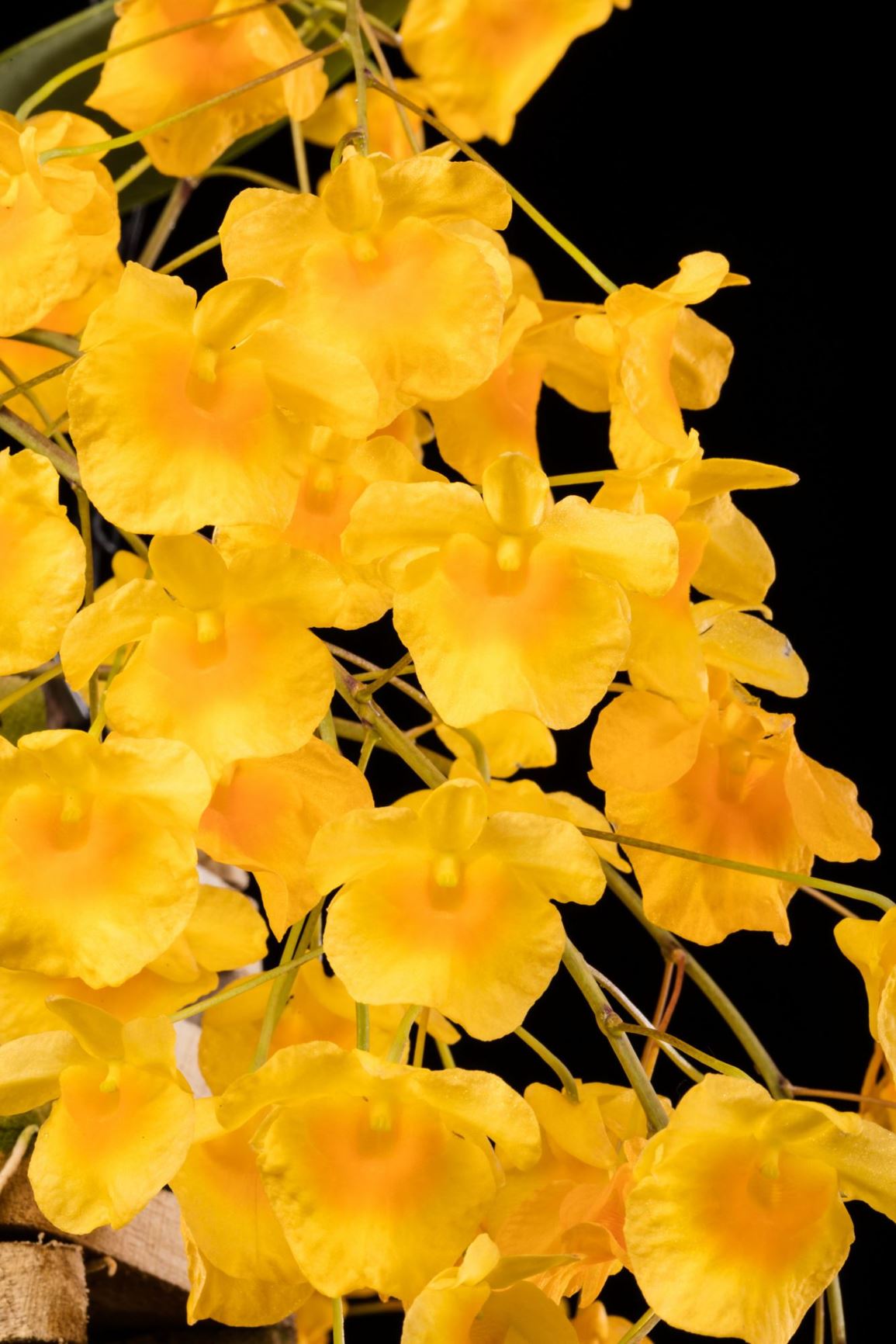 Dendrobium lindleyi - Lindley's Dendrobium