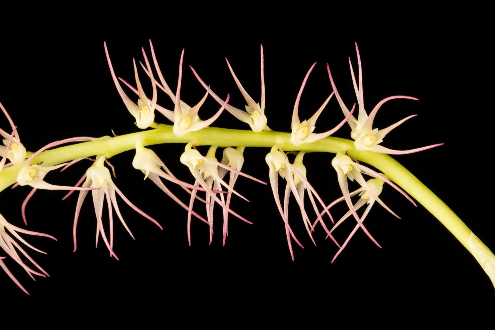 Bulbophyllum cocoinum - The Coconut Bulbophyllum