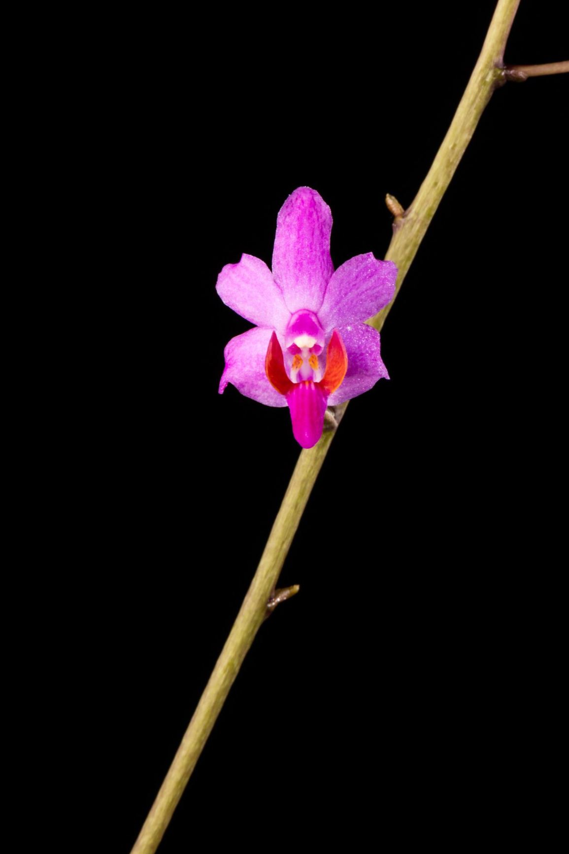 Phalaenopsis pulcherrima - The Beautiful Doritis, The Beautiful Phalaenopsis