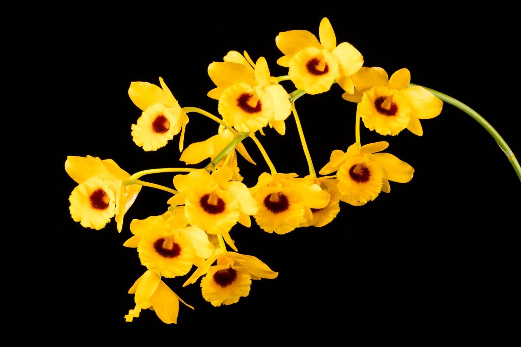 Dendrobium chrysotoxum - Fried-Egg Orchid, Golden Arch Dendrobium, The Golden Bow Dendrobium