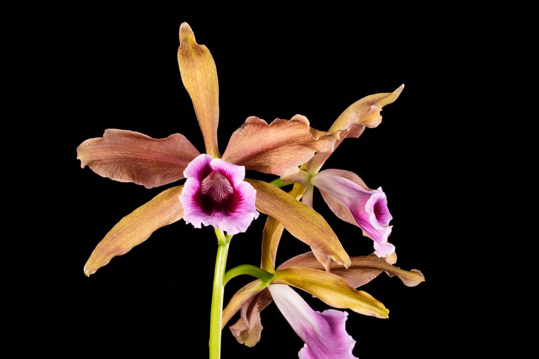 Cattleya tenebrosa - Dark Cattleya, Dark Laelia