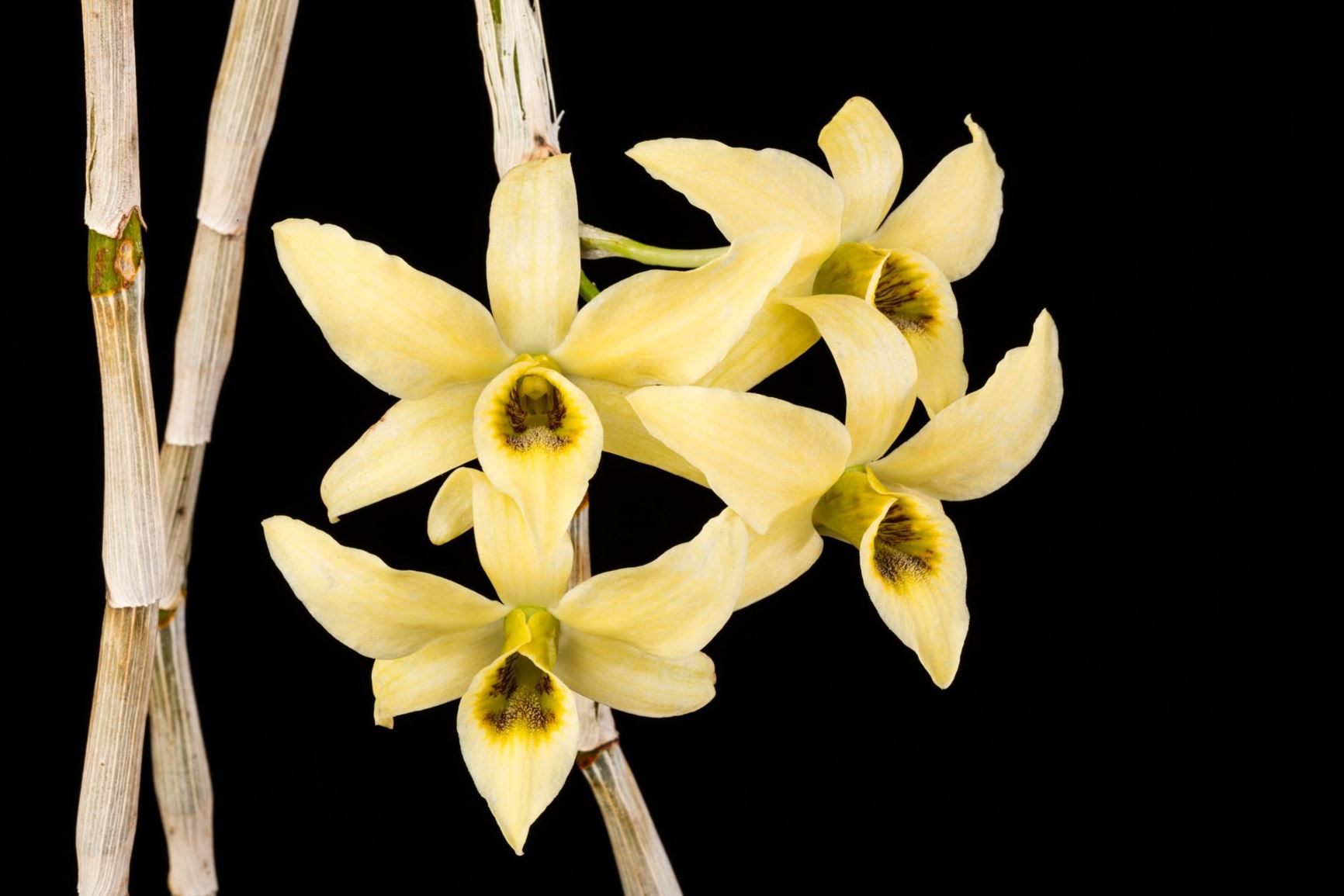 Dendrobium heterocarpum - Golden-Lip Dendrobium, The Different Fruit Dendrobium
