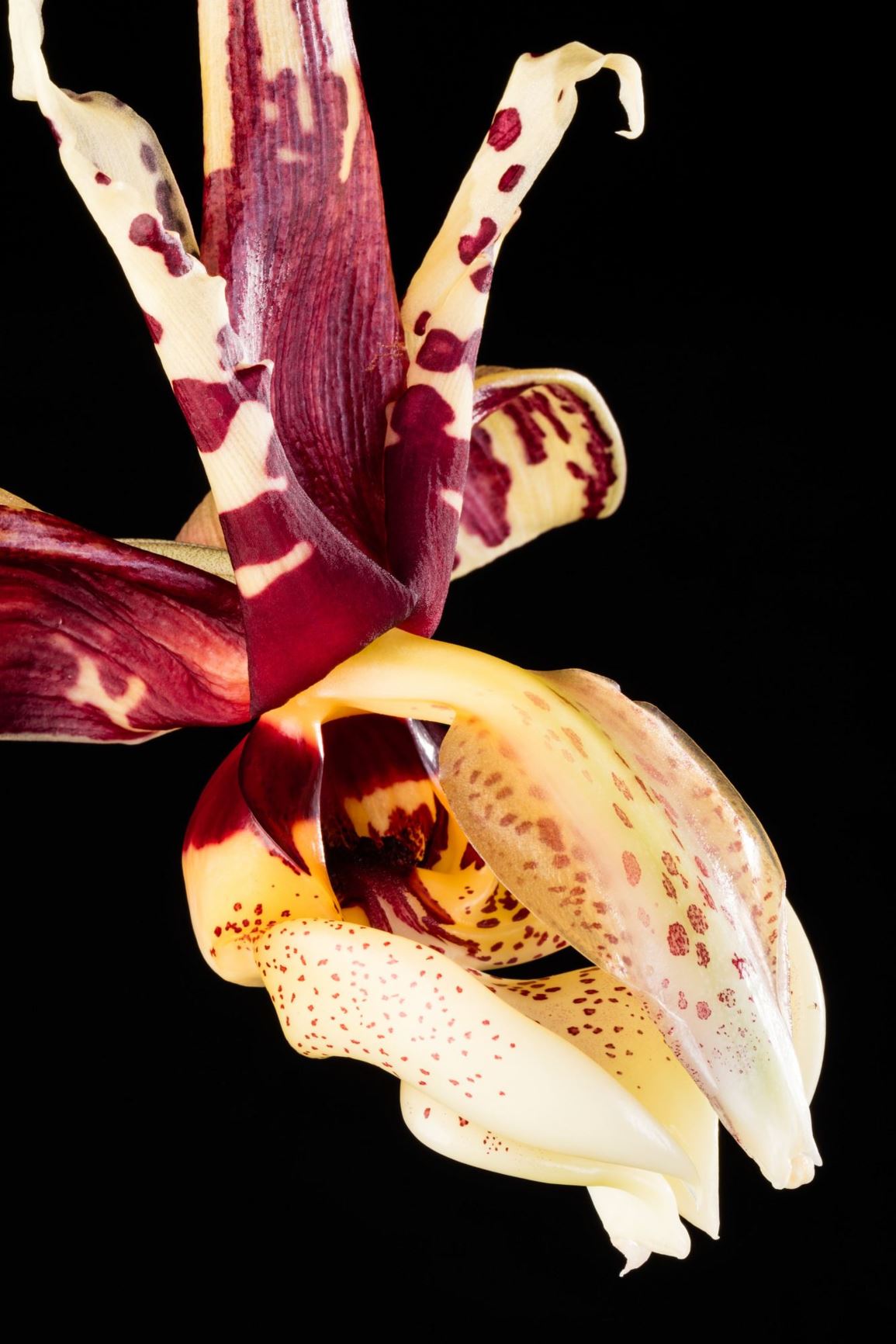 Stanhopea tigrina - Spotted Bull, The Tiger-like Stanhopea, Torito