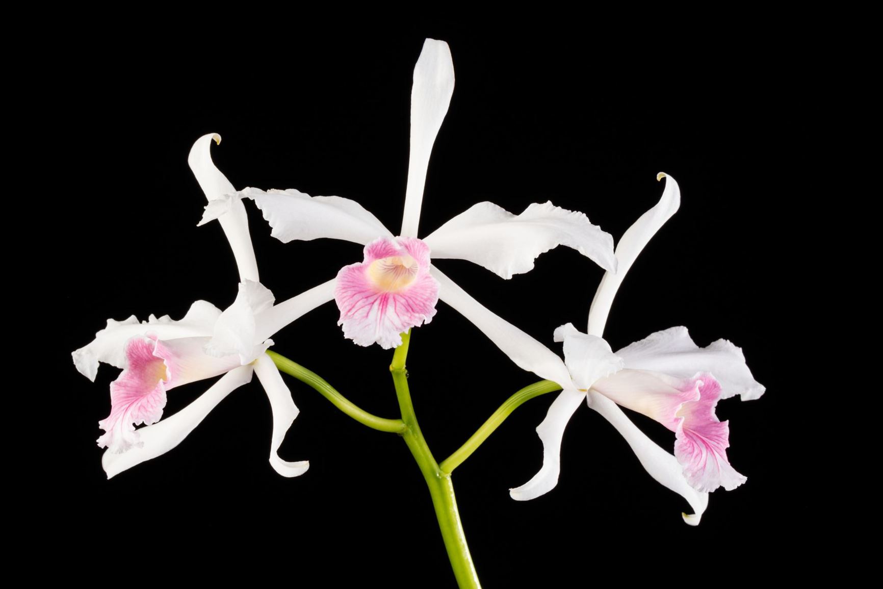 (Cattleya purpurata h.f. carnea × C. purpurata 'Treasure of Carpinteria') × (C. purpurata 'Protean' × C. purpurata 'Tipo')