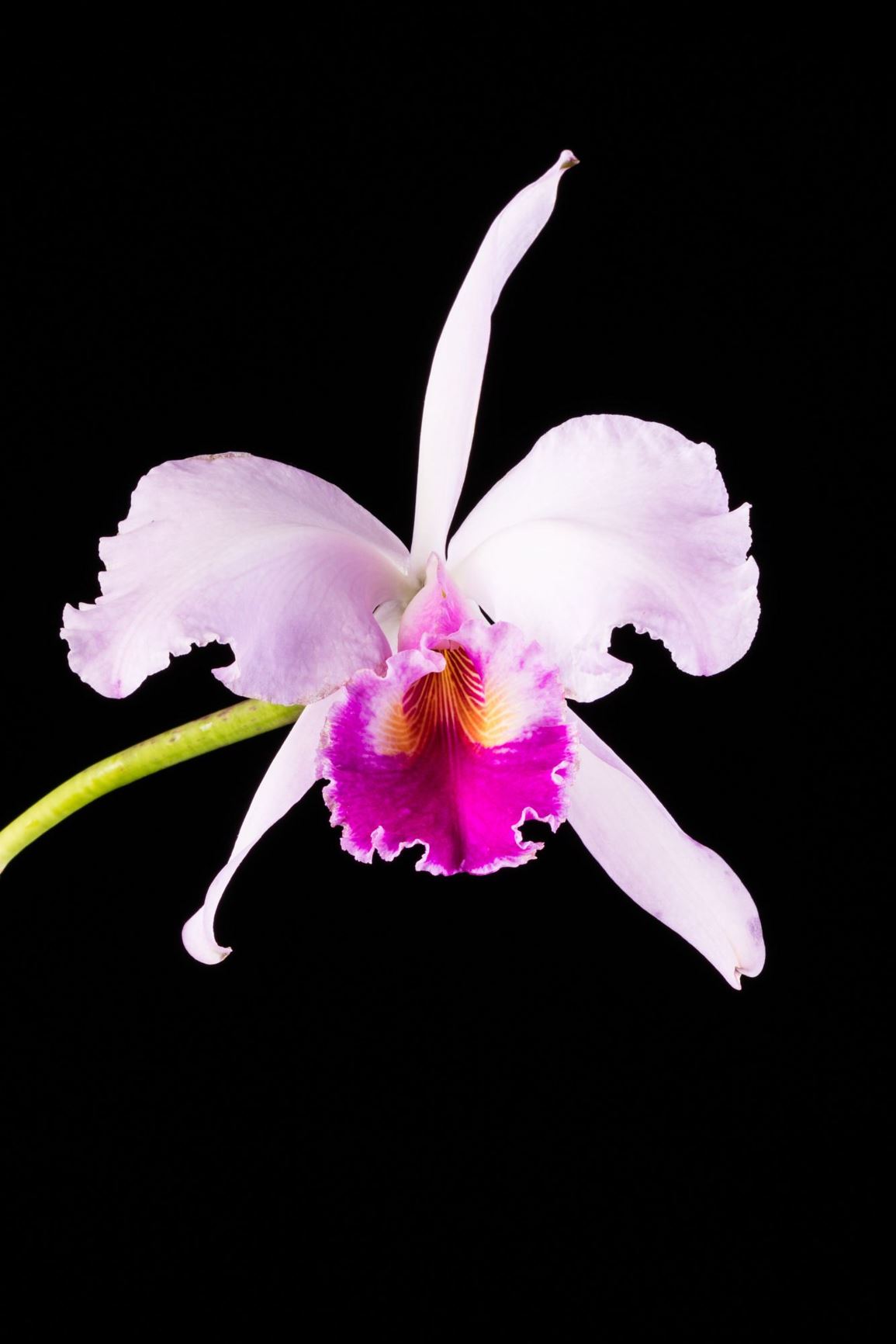 Cattleya gaskelliana - Gaskell's Cattleya