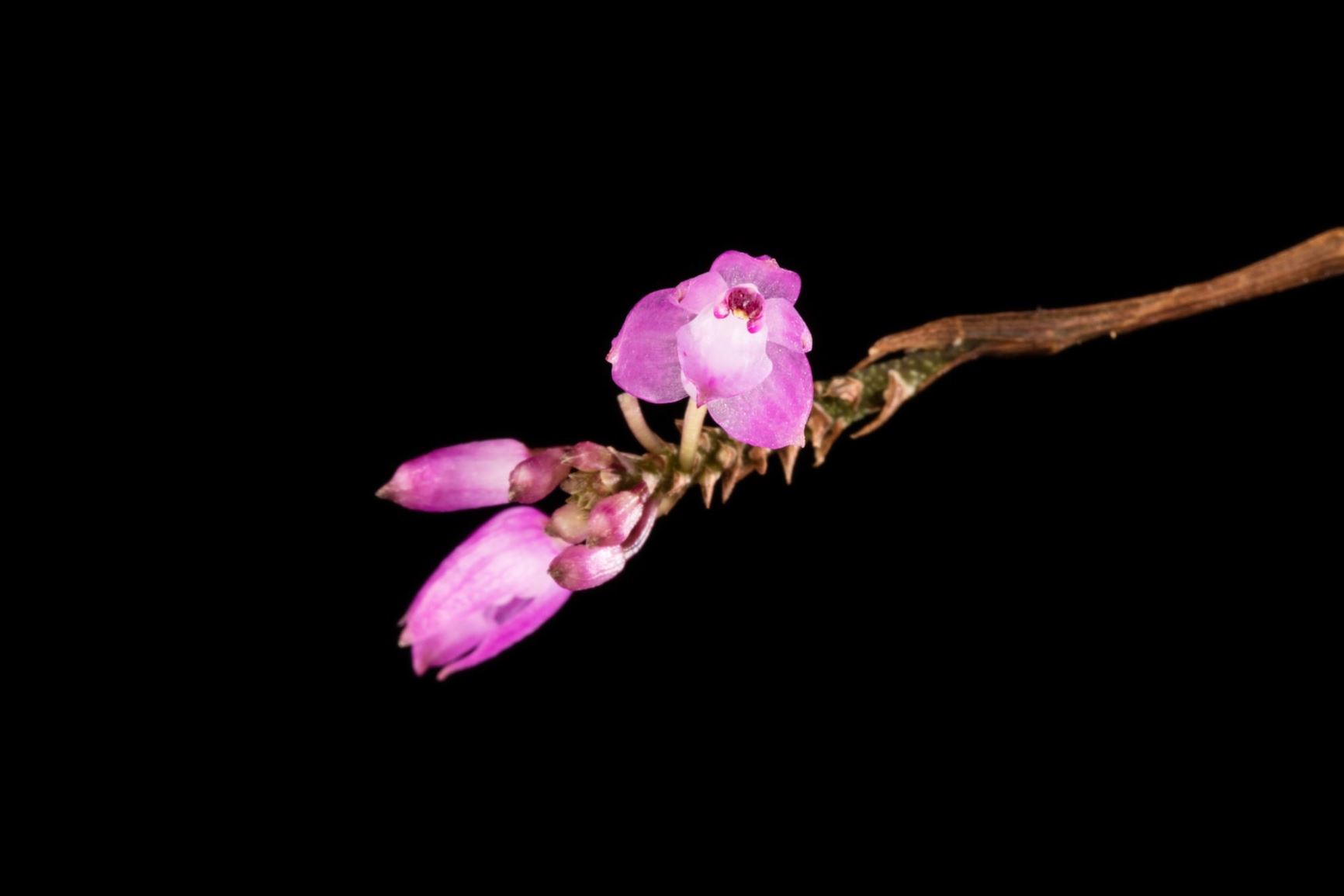 Domingoa purpurea - Purple Domingoa, Purple Nageliella, The Hummingbird Orchid
