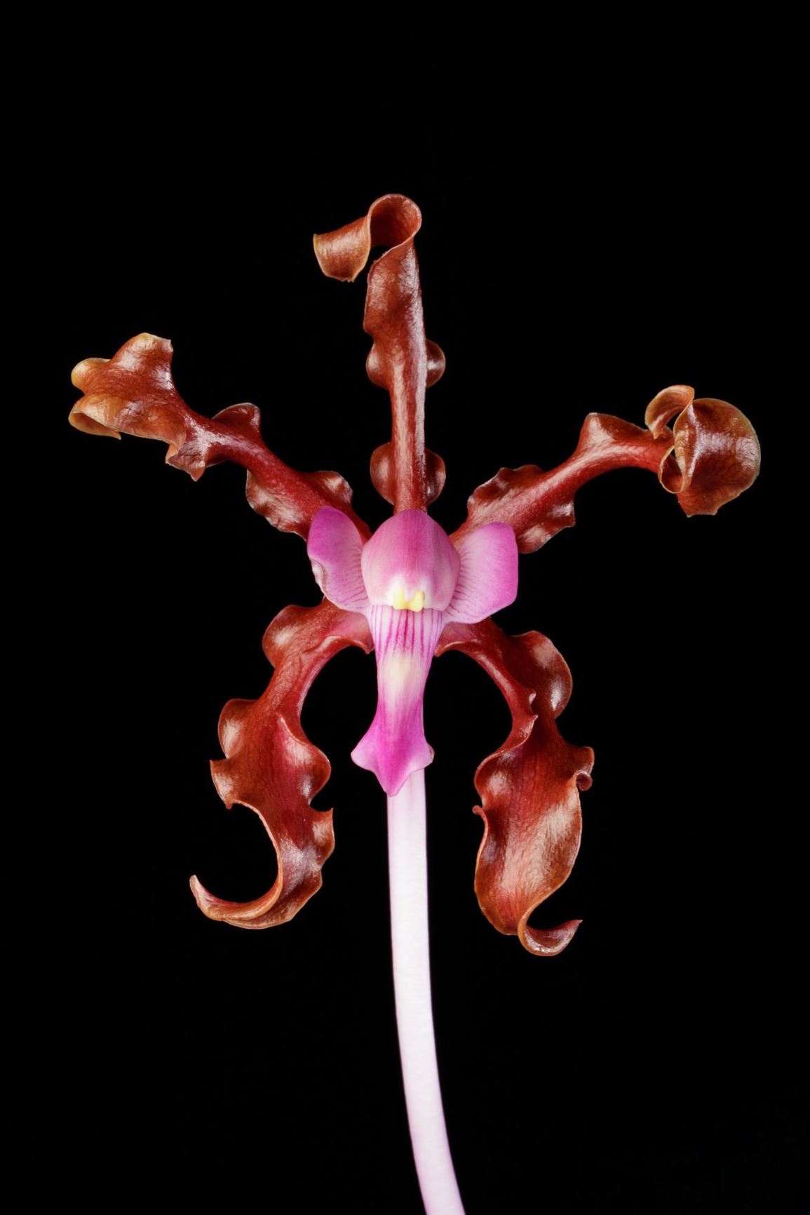 Laelia schultzei - Schultze's Laelia, Schultze's Schomburgkia