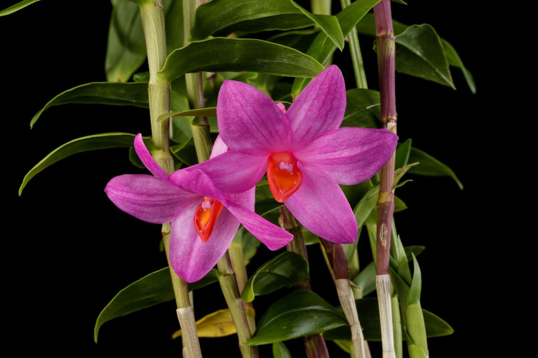 Dendrobium glomeratum - The Ball Dendrobium | Smithsonian Gardens