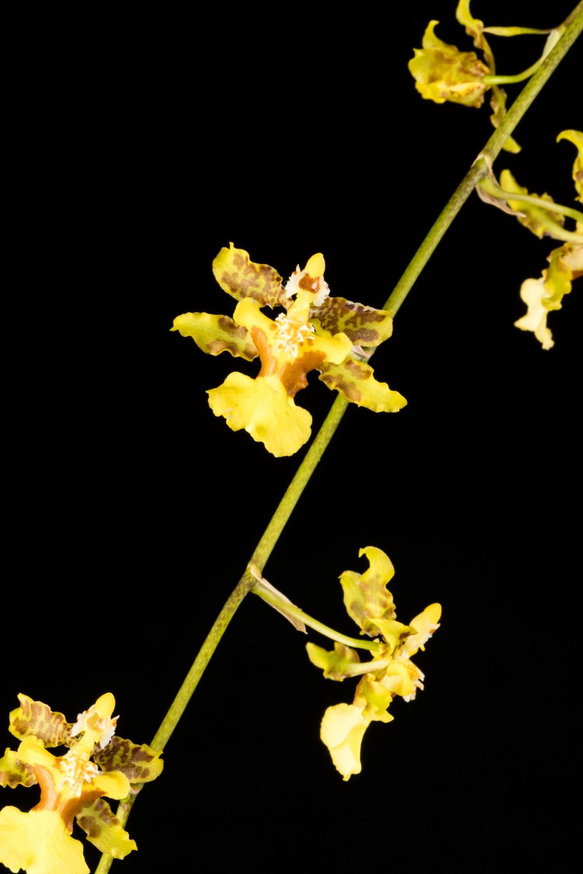 Oncidium altissimum - The Extremely High Oncidium