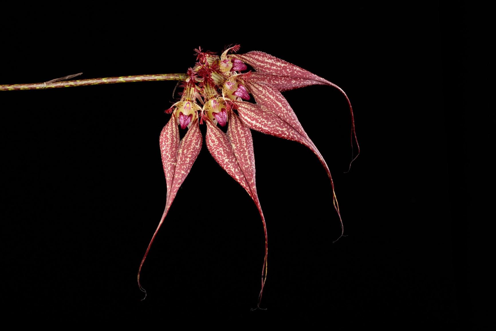 Bulbophyllum rothschildianum 'Red Chimney' - Rothschild's Bulbophyllum clone