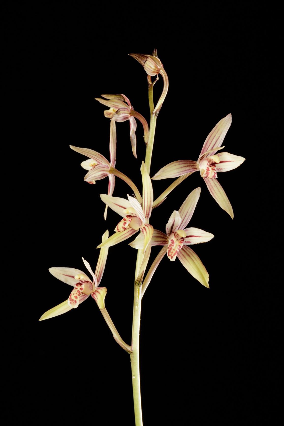 Cymbidium ensifolium 'Huang Long Guan' - Cymbidium with the Sword Shaped Leaves clone