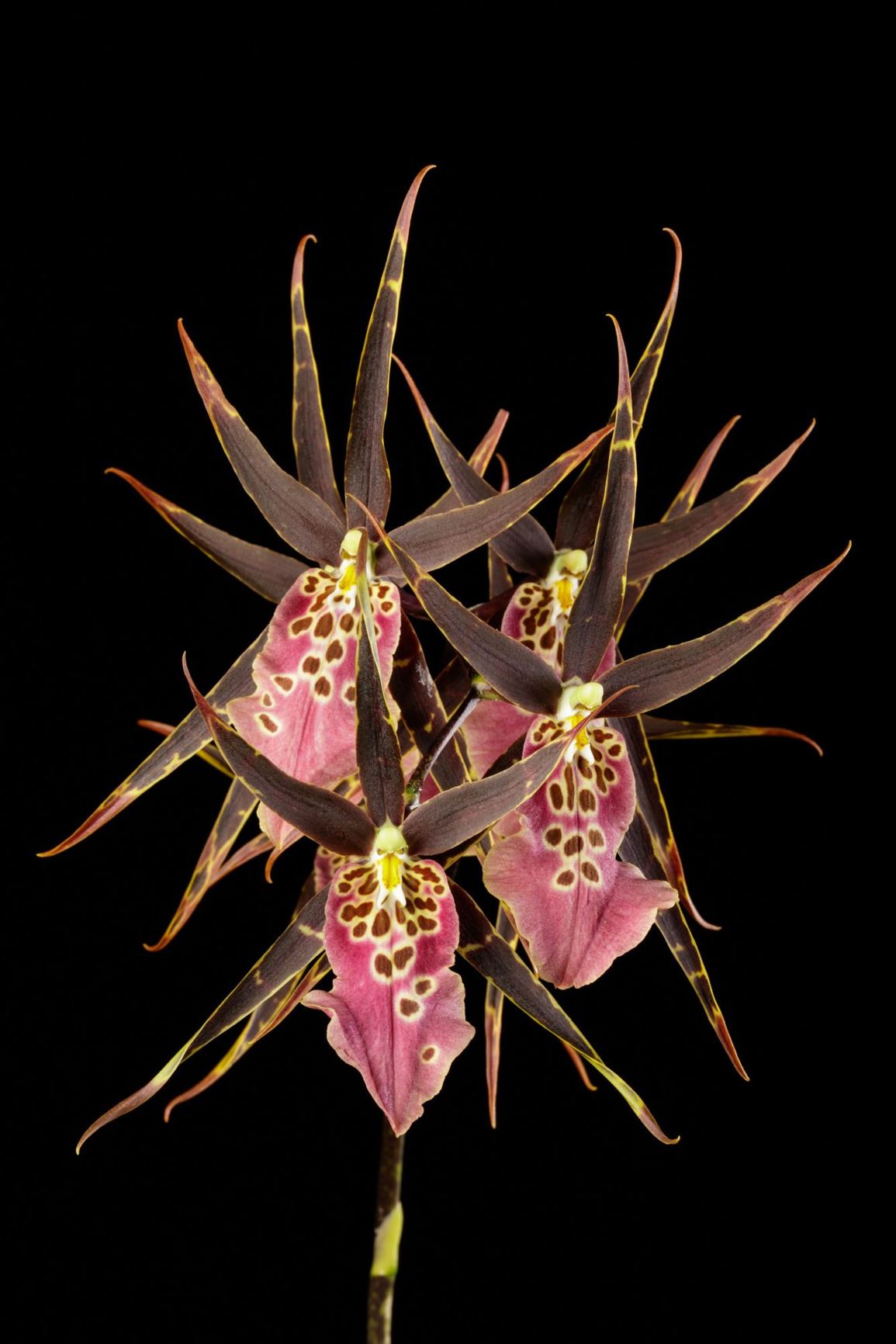 × Bratonia Shelob 'Red Spider' - Bratonia clonal hybrid