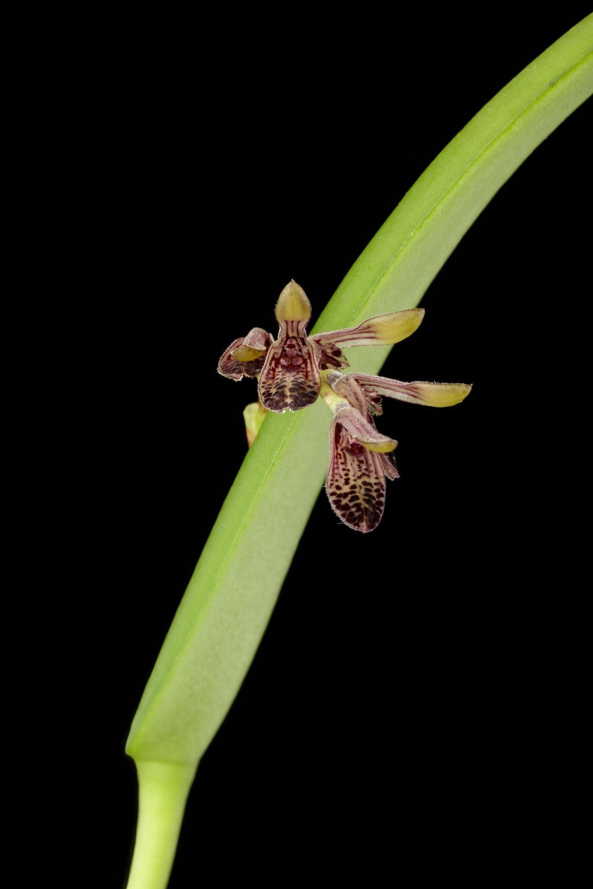 Acianthera pubescens