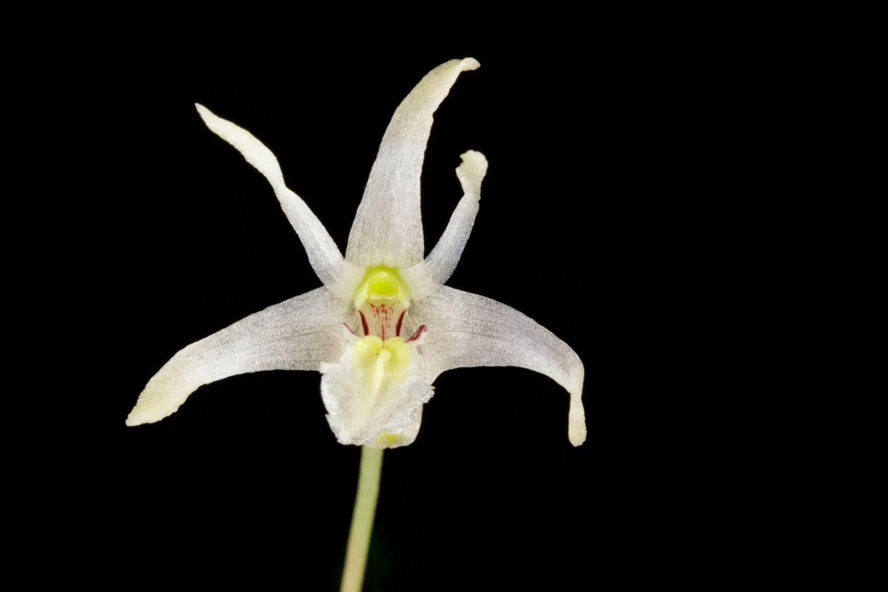 Dendrobium chrysotropis - The Golden-Keeled Dendrobium, The Golden-Keeled Diplocaulobium