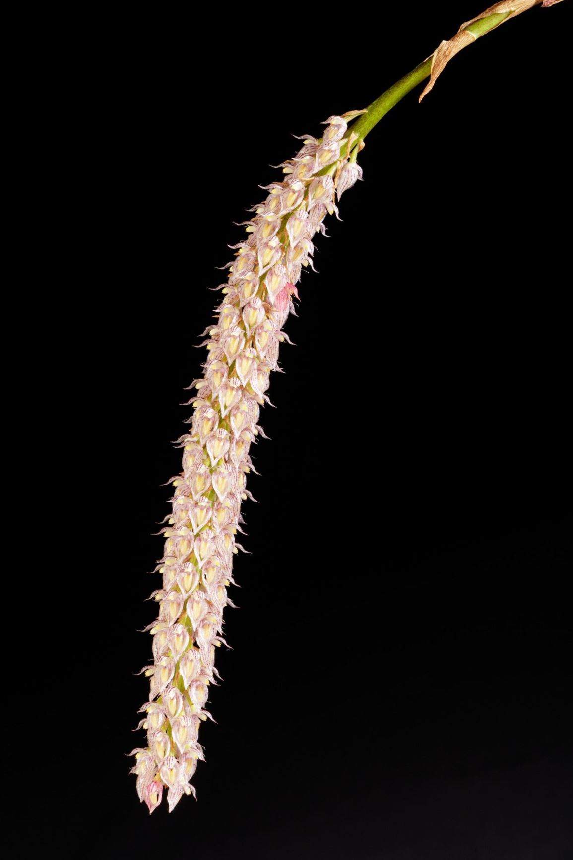 Bulbophyllum sicyobulbon