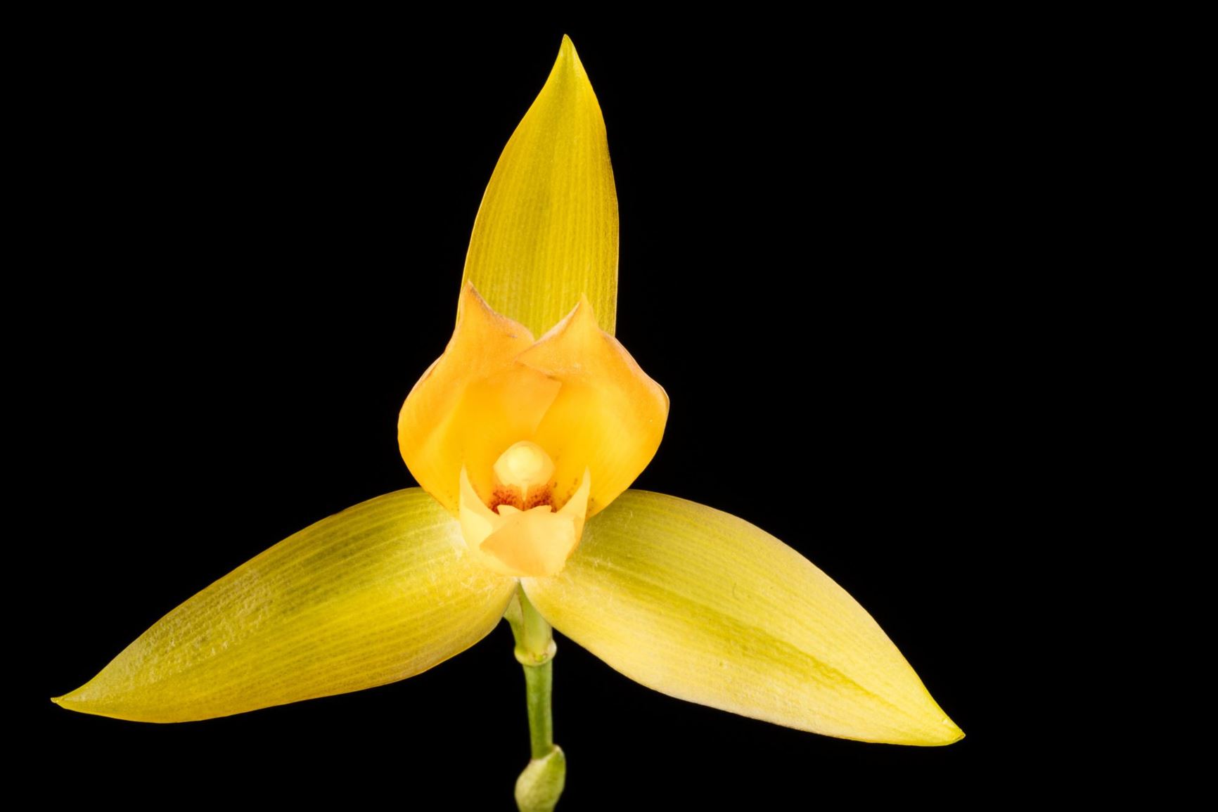 Lycaste cruenta - Blood-Red Inner Lip Lycaste, Canelitas