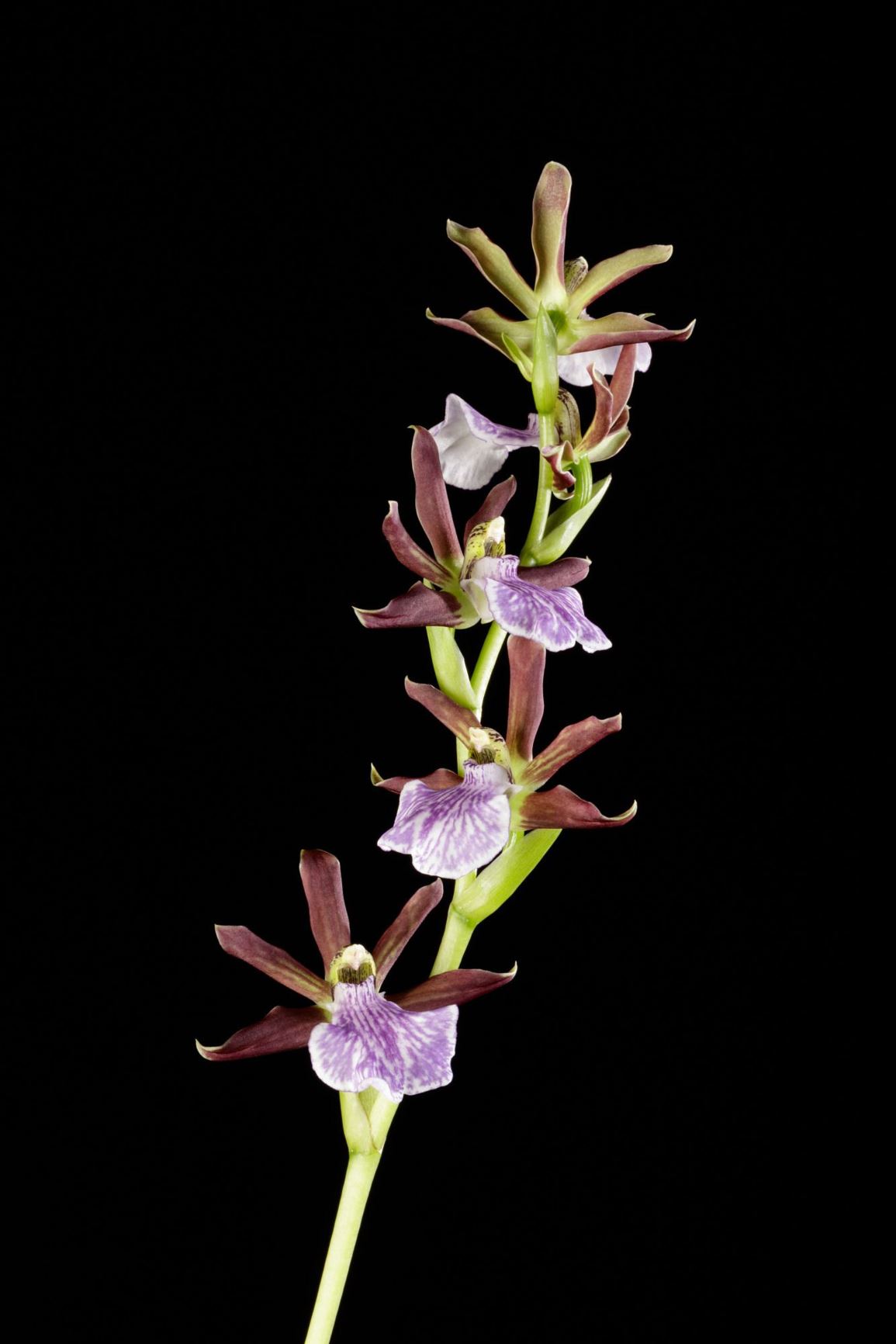 Zygopetalum maculatum subsp. triste - The Dark Purple Zygopetalum