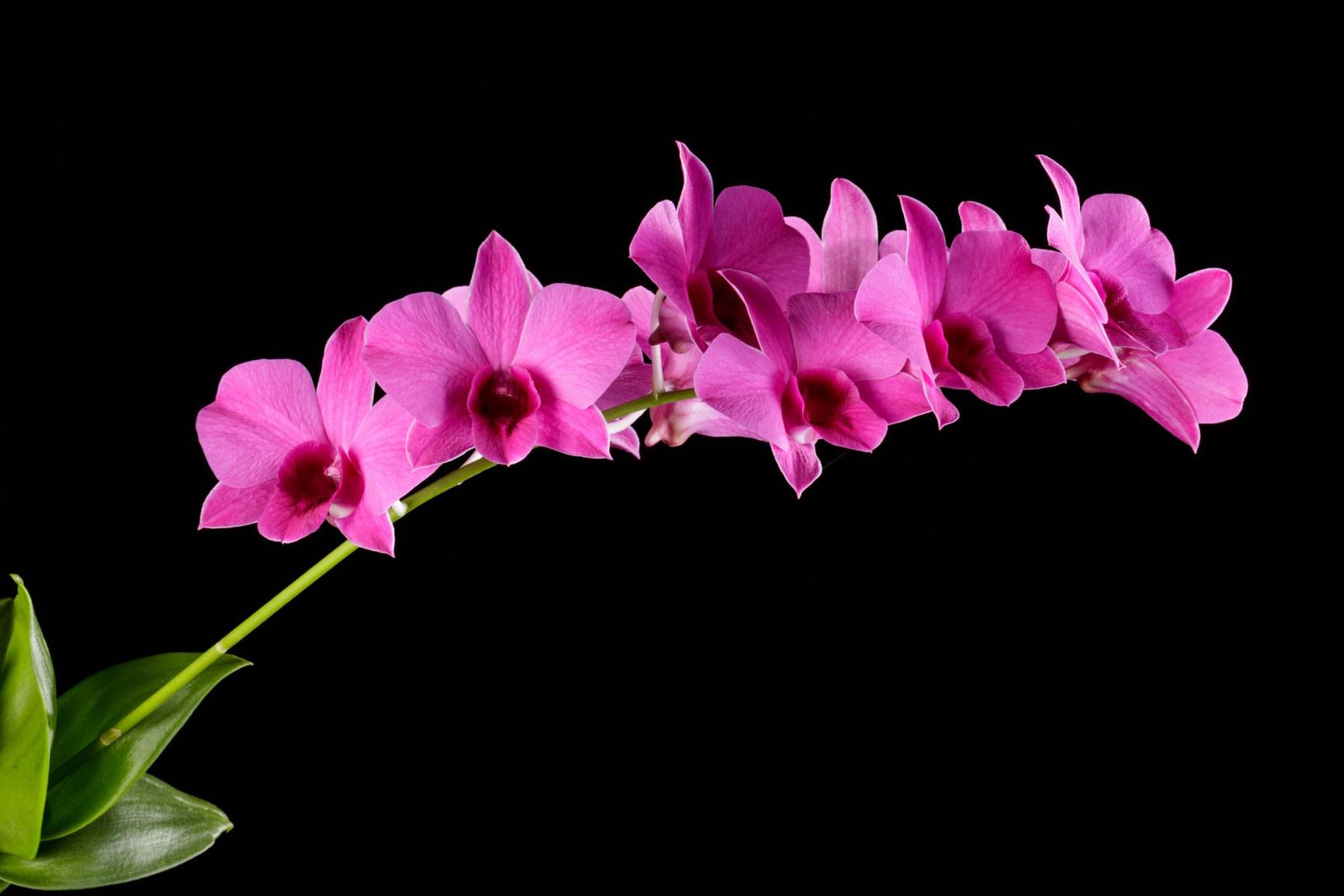 Dendrobium bigibbum - The Cooktown Orchid, The Mauve Butterfly Orchid, The Two-Humped Dendrobium