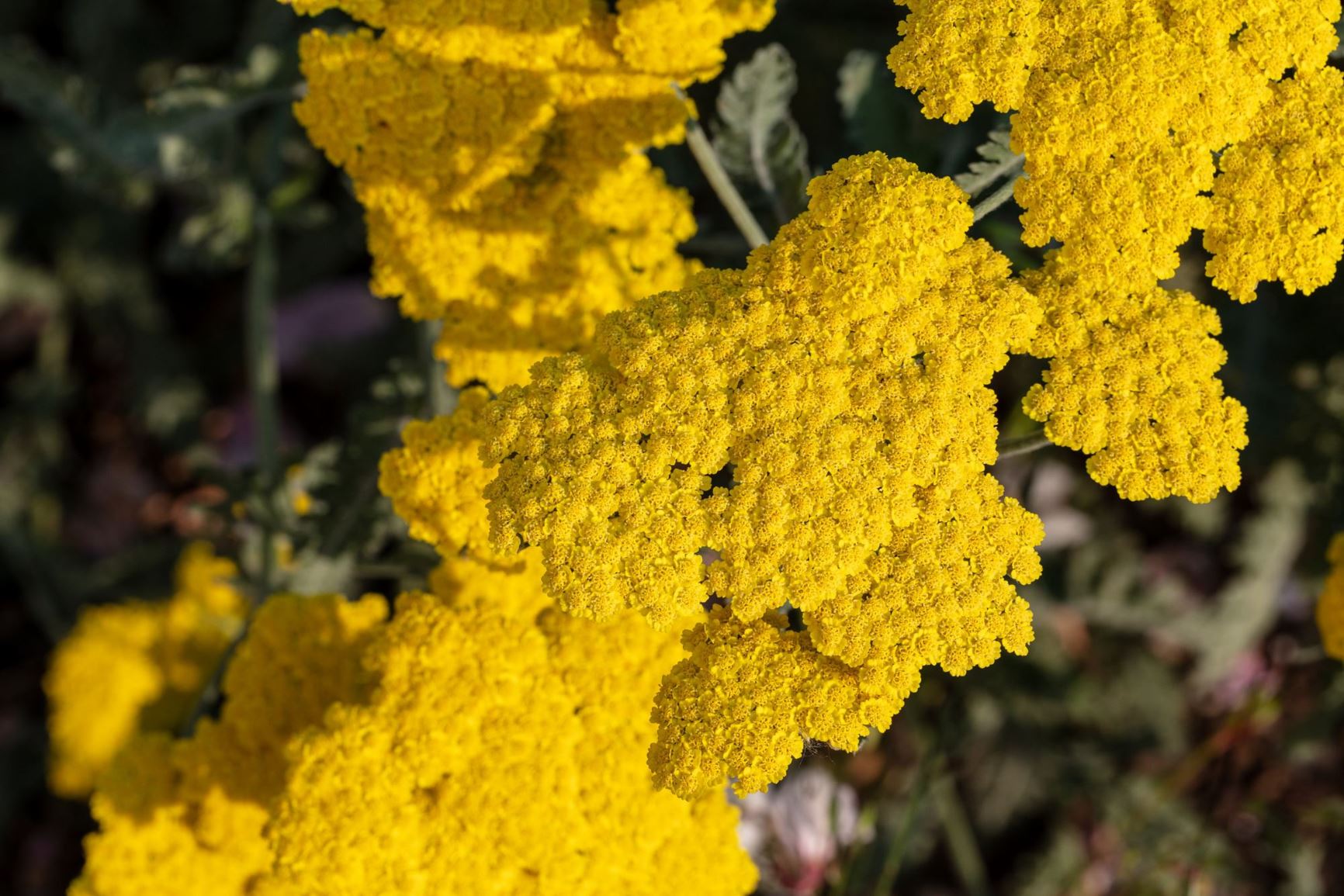 Achillea millefolium 'Terra Cotta' - yarrow 'Terra Cotta'