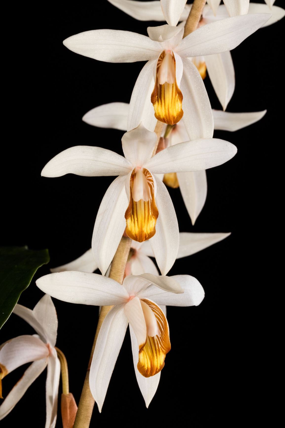 Coelogyne pachystachya - The Thick Spiked Coelogyne