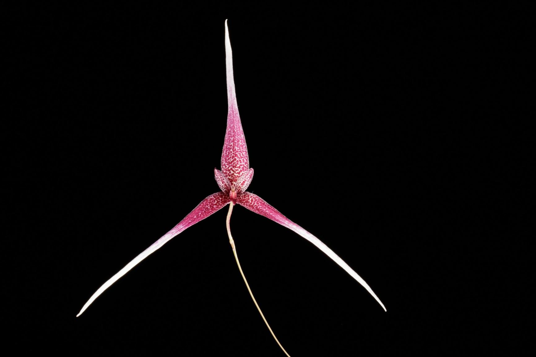 Bulbophyllum woelfliae - Woelfle's Bulbophyllum