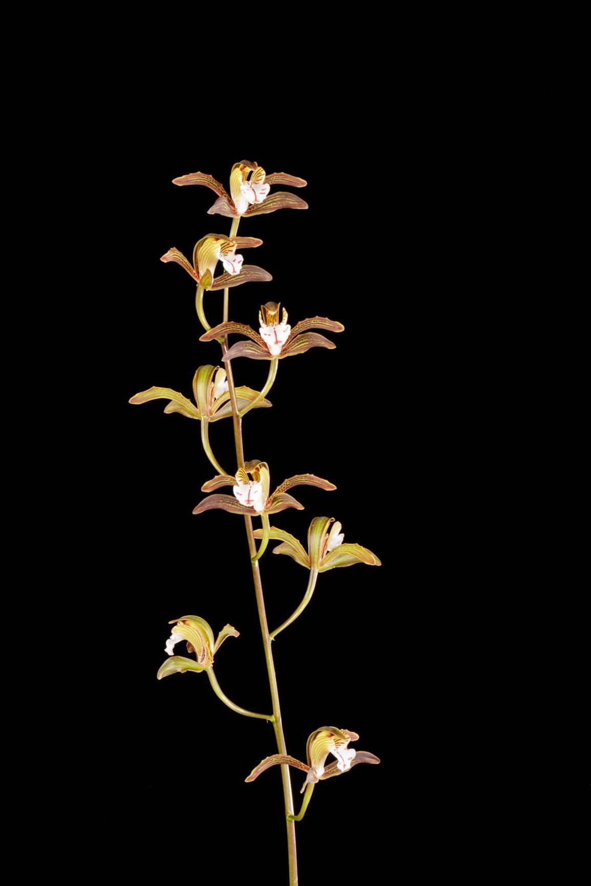 Cymbidium erythraeum - The Red-Spotted Lip Cymbidium