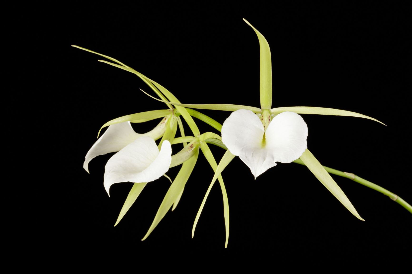 Brassavola nodosa var. nodosa - The Knobby Brassavola variety, The Large Flowered Brassavola