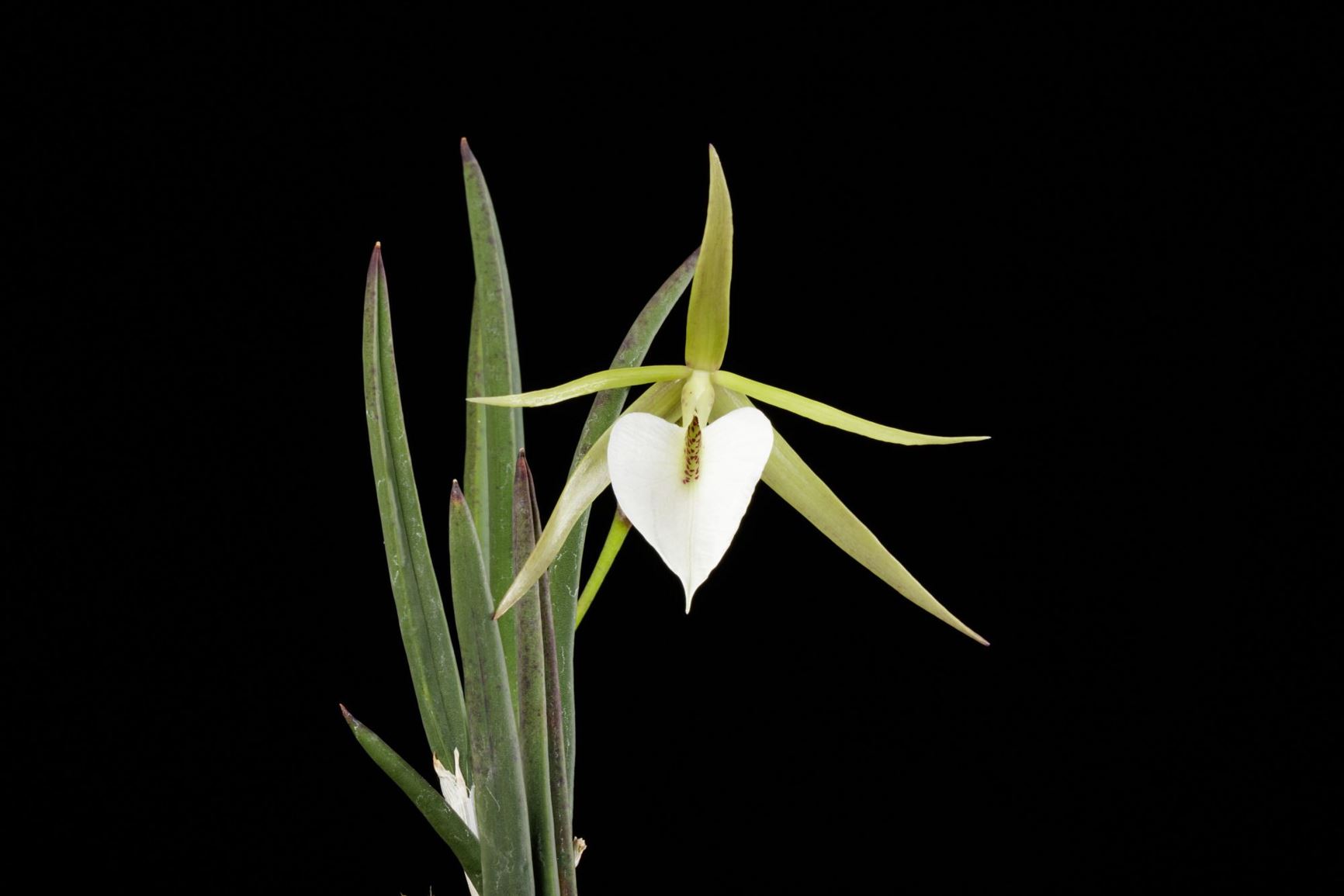 Brassavola nodosa - Lady of the Night, The Knobby Brassavola, Reina de la Noche