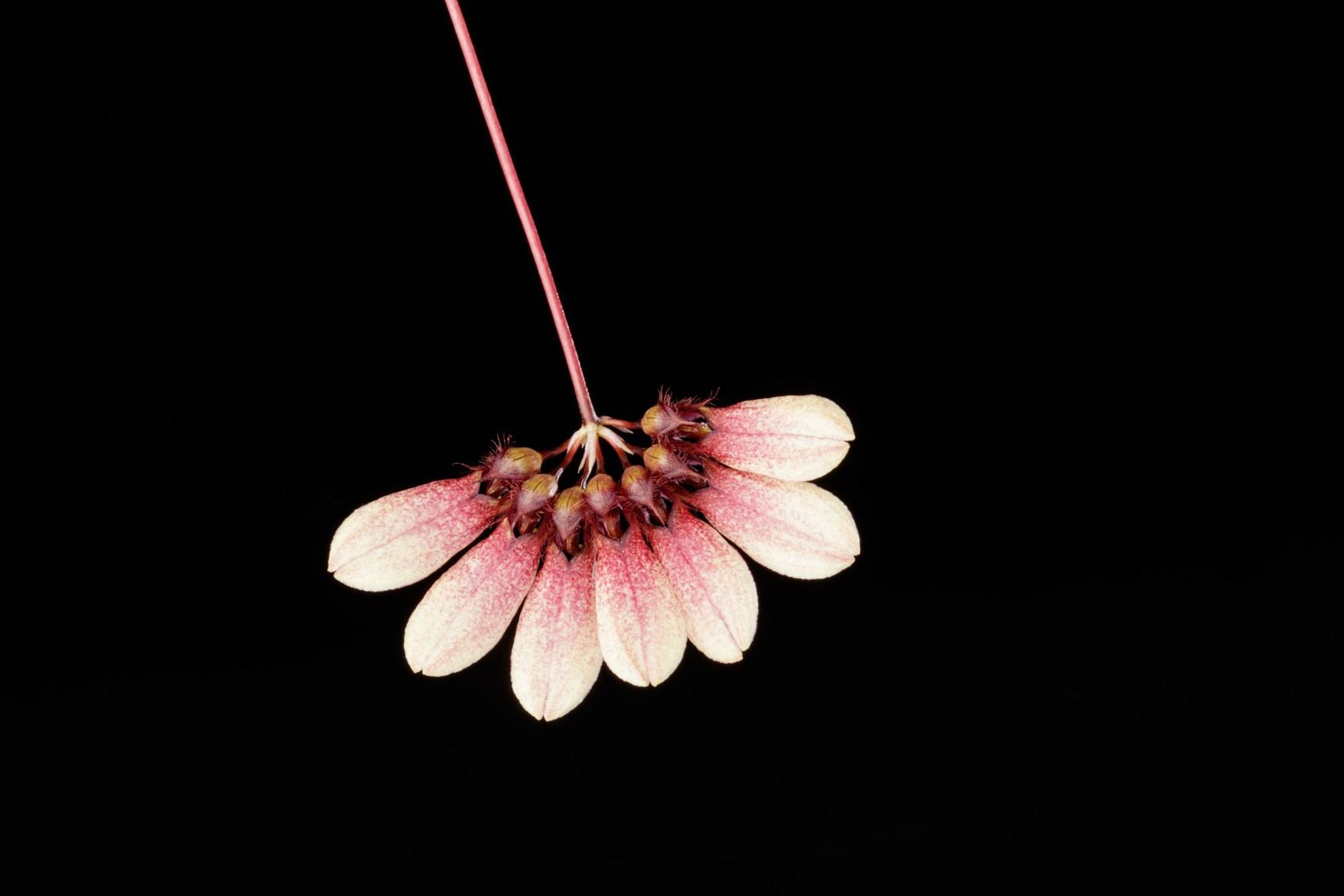 Bulbophyllum trigonopus - The Triangular Column Foot Bulbophyllum